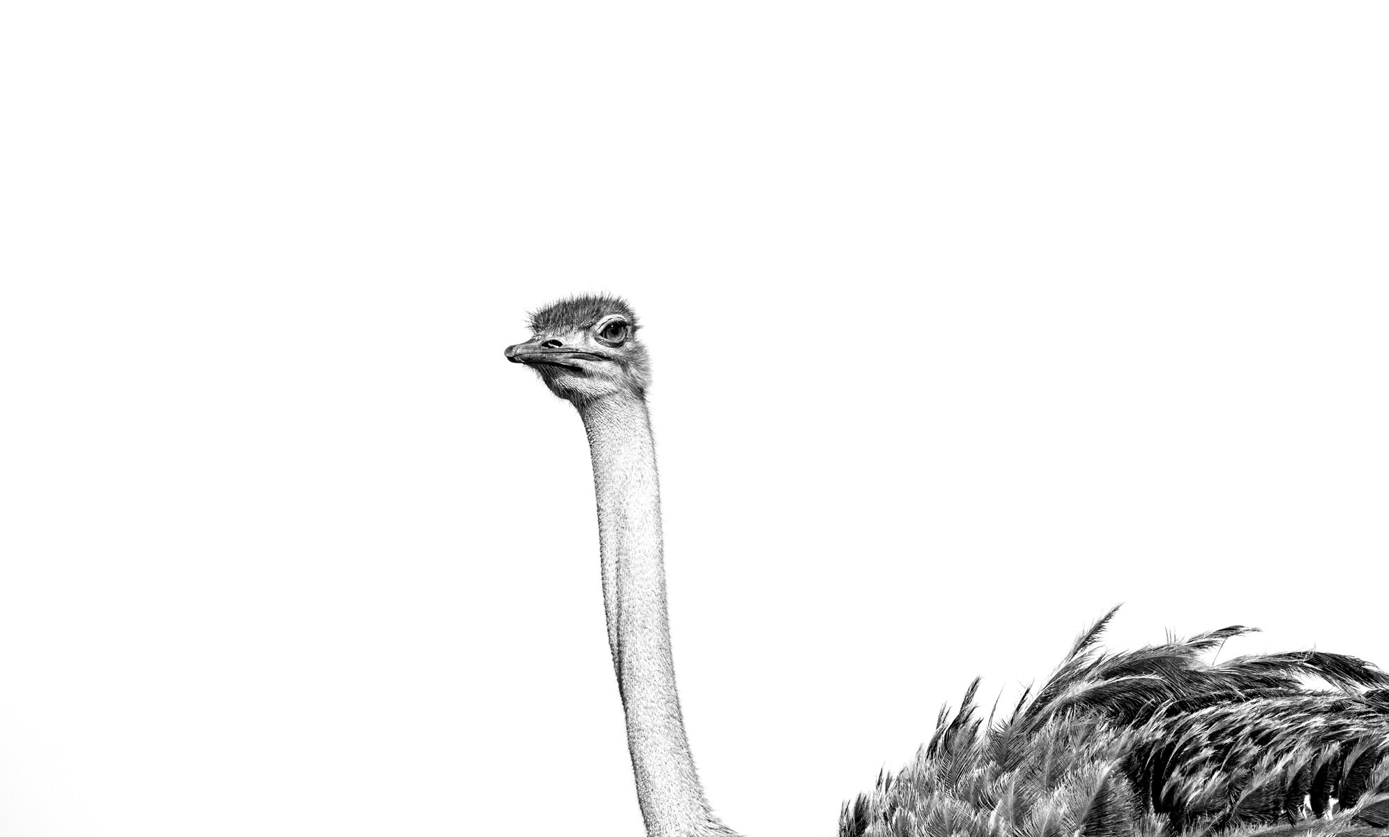 Ostrich Portrait B&W
