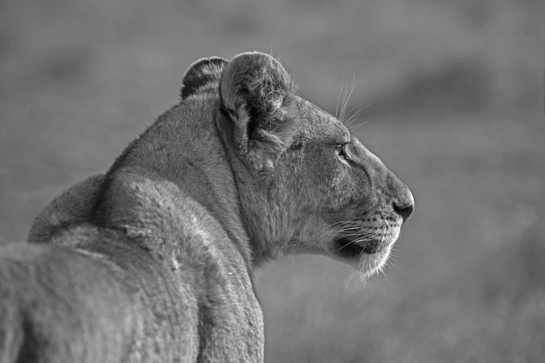 Lion Stare in B&W