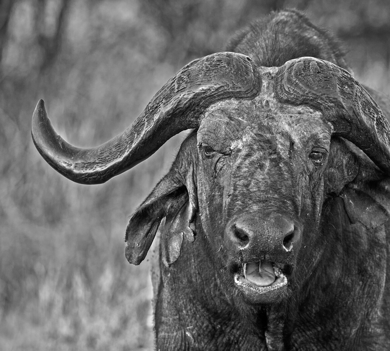 Cape Buffalo Bull Portrait in B&W