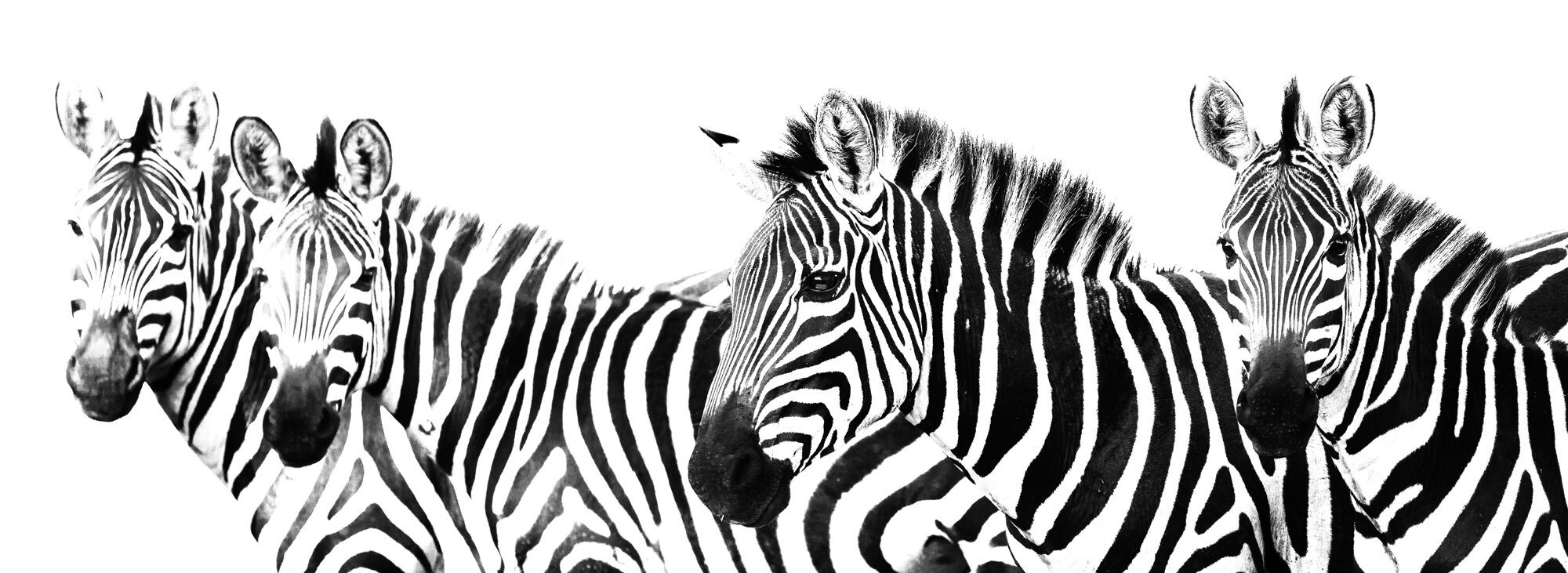 Zebras in B&W