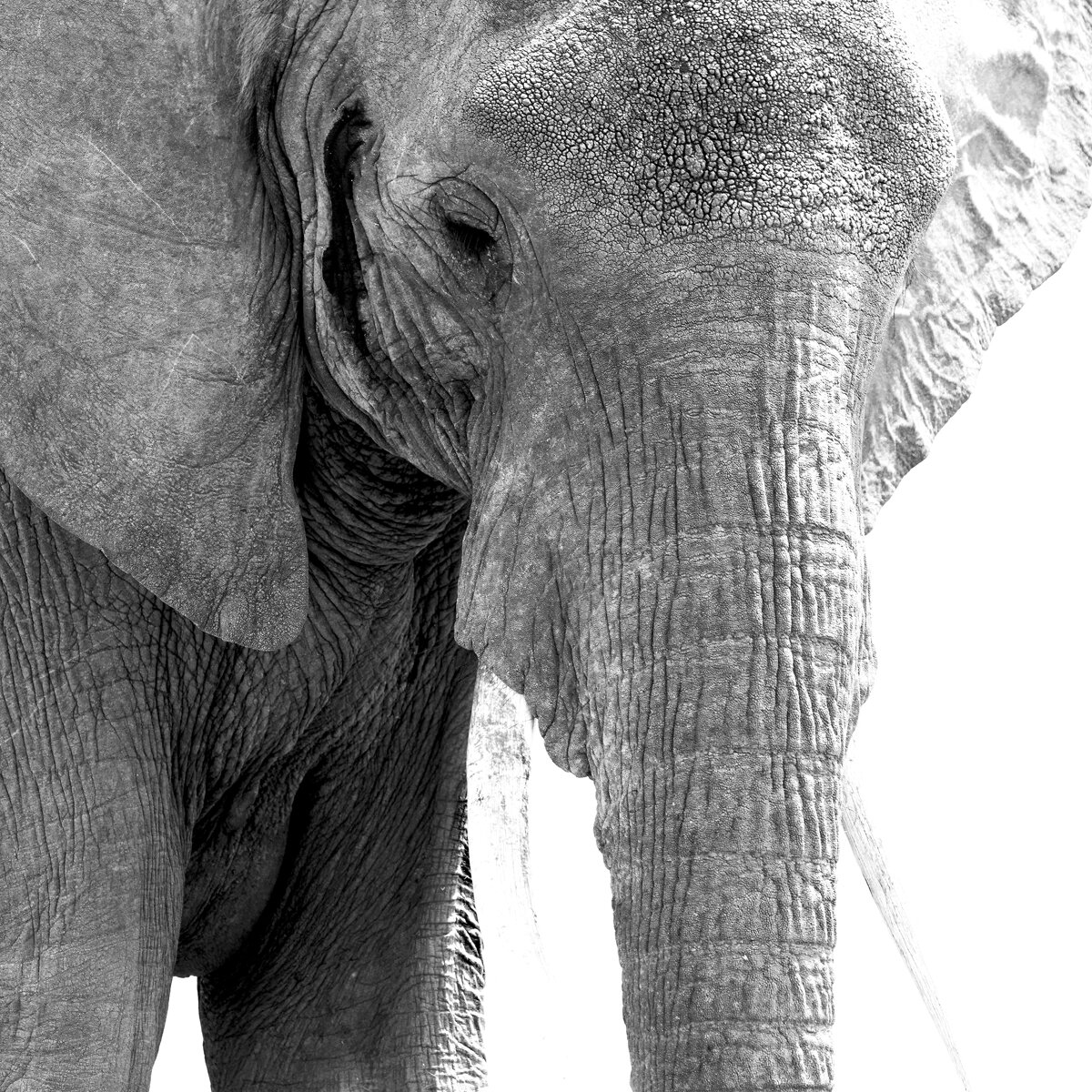 Soulful Giant