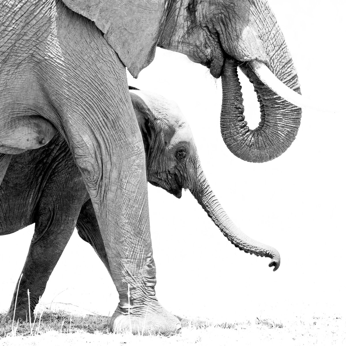 Mother and Baby Elephant