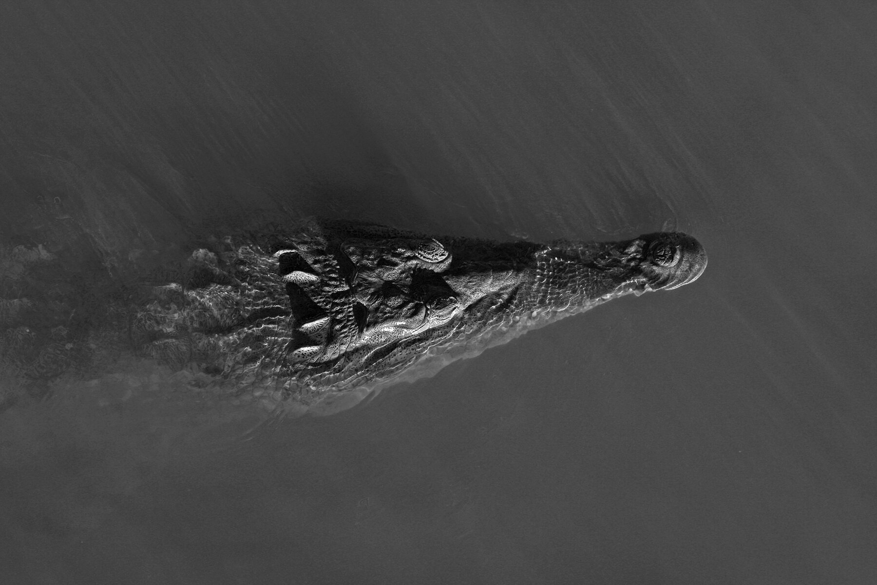 American Croc