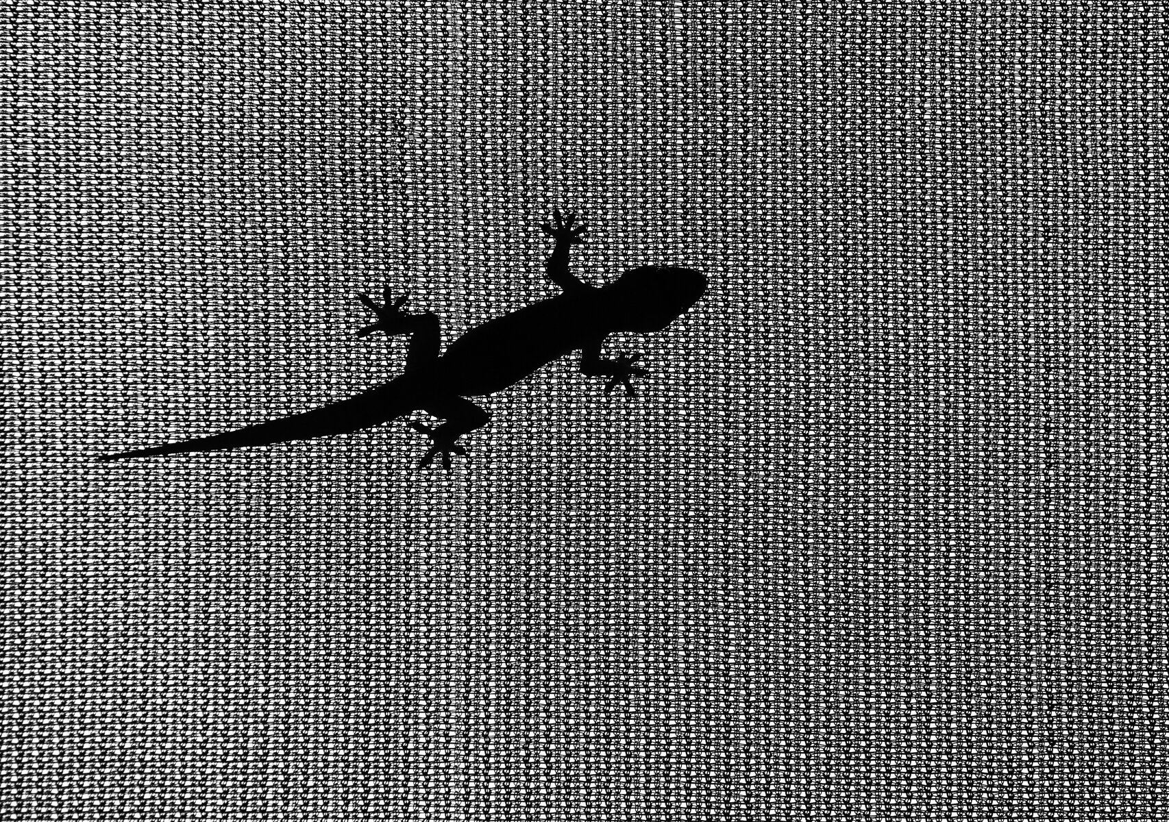 Gecko Silhouette