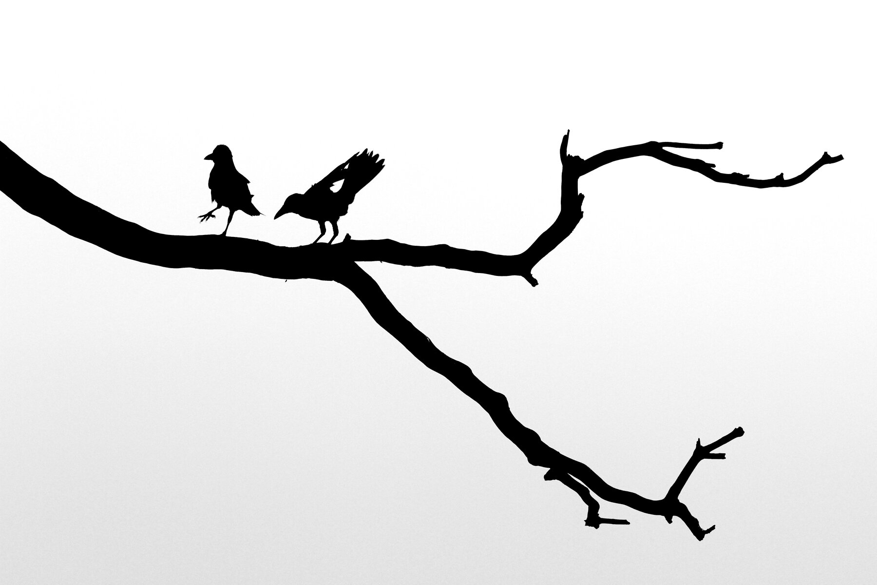 Indian Crows