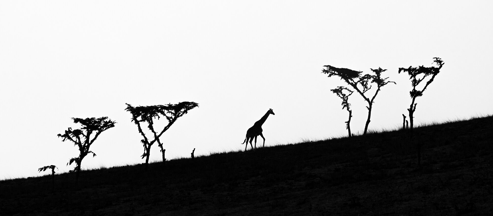 Giraffe Landscape