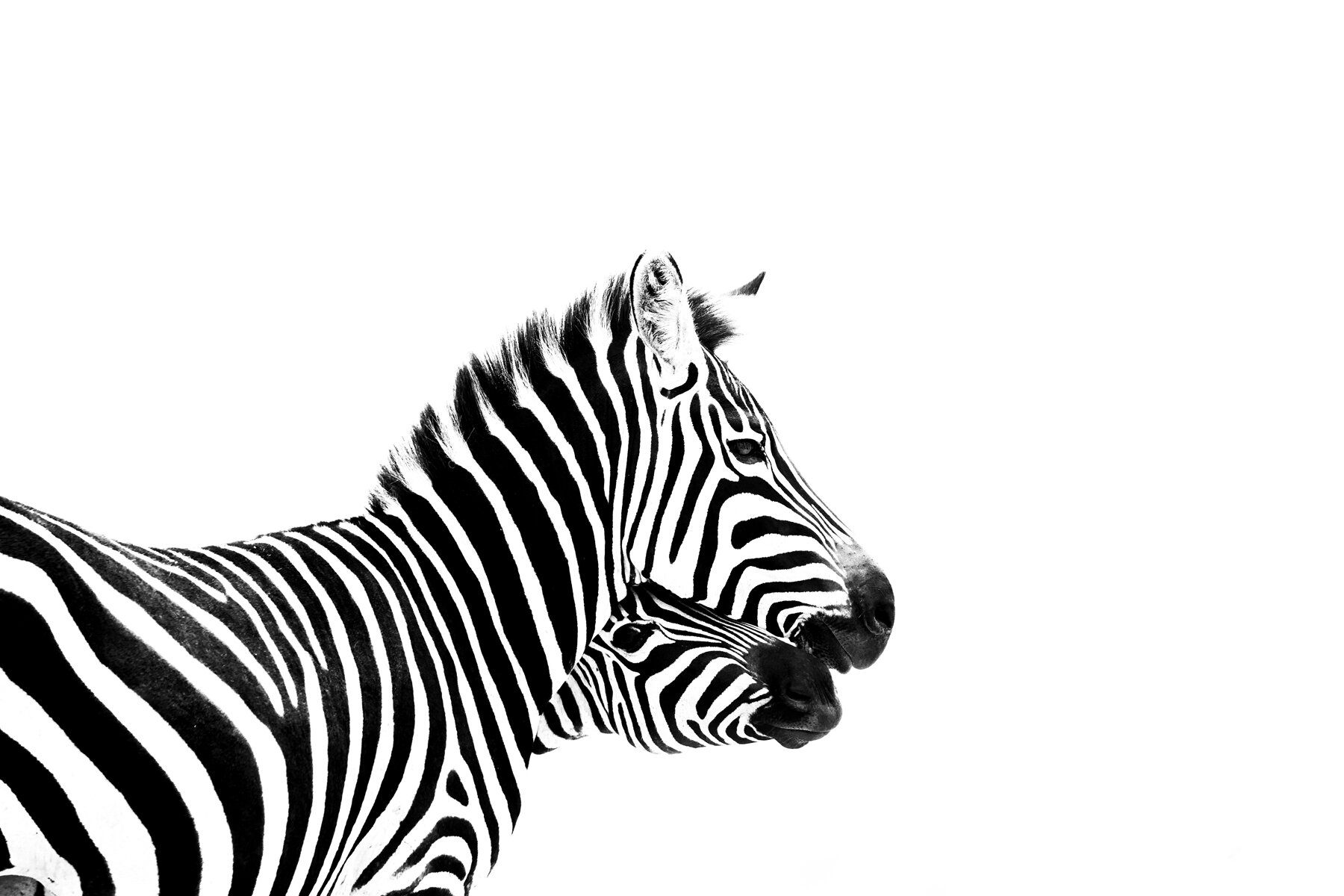Stripy Love