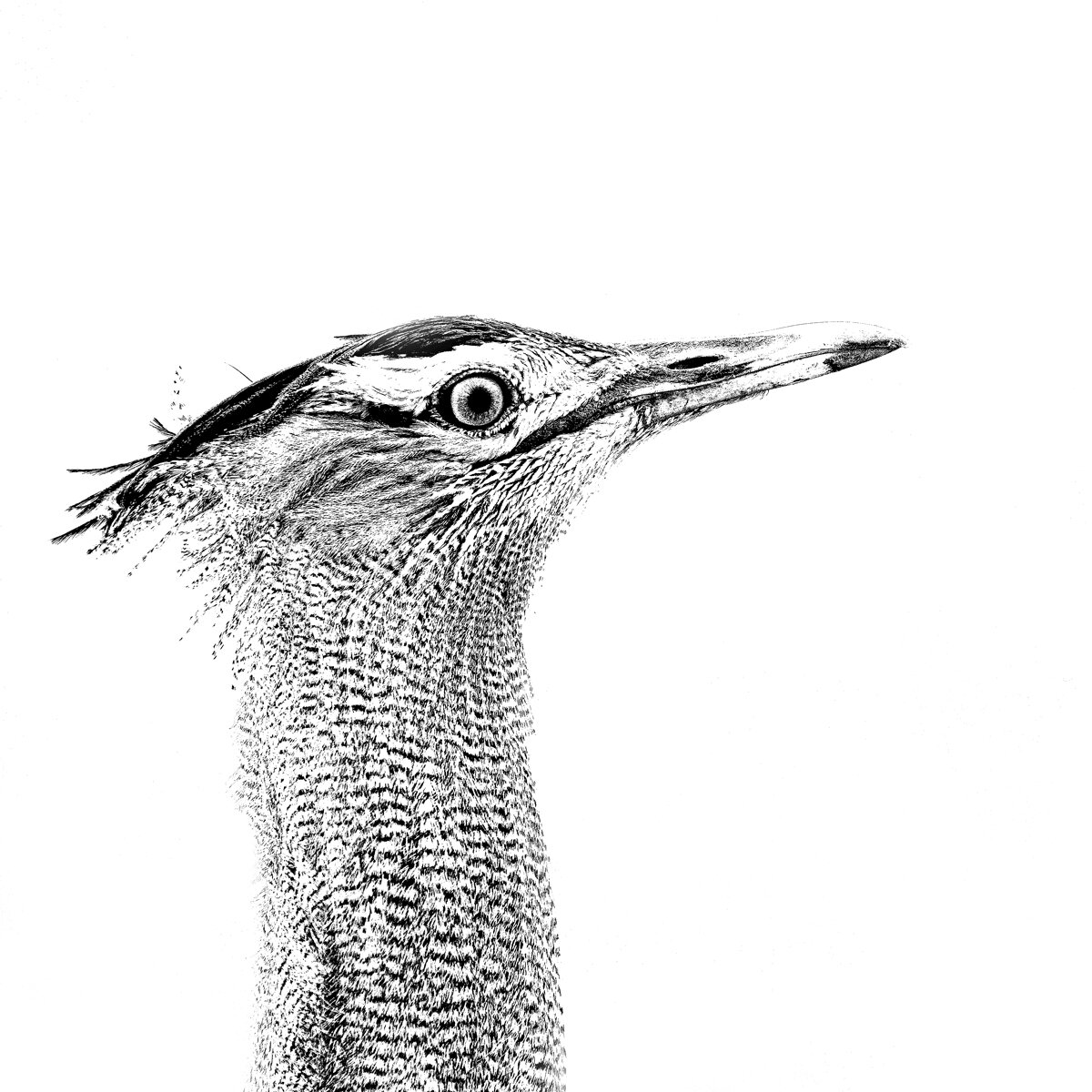 Kori Bustard