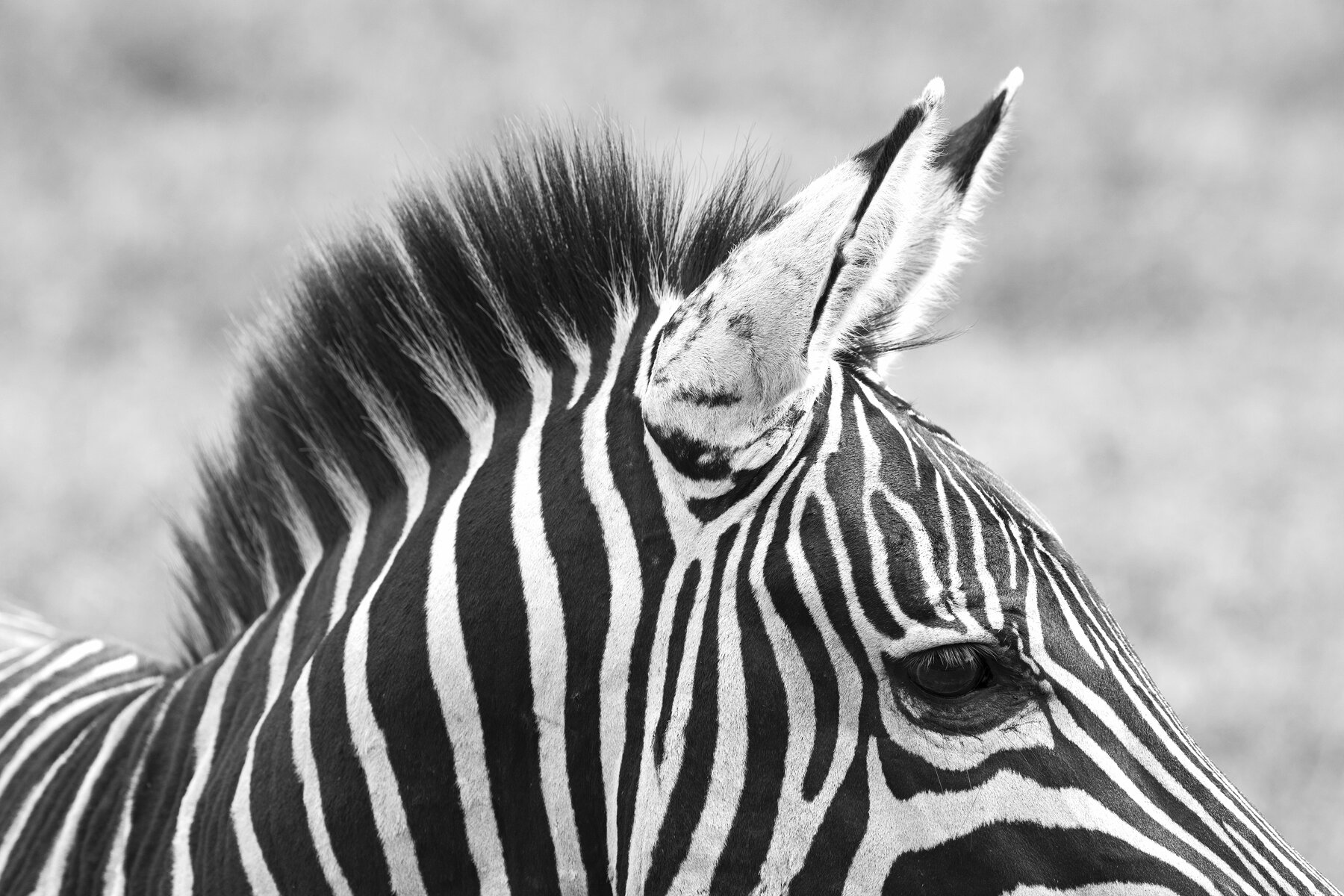 Zebra Head