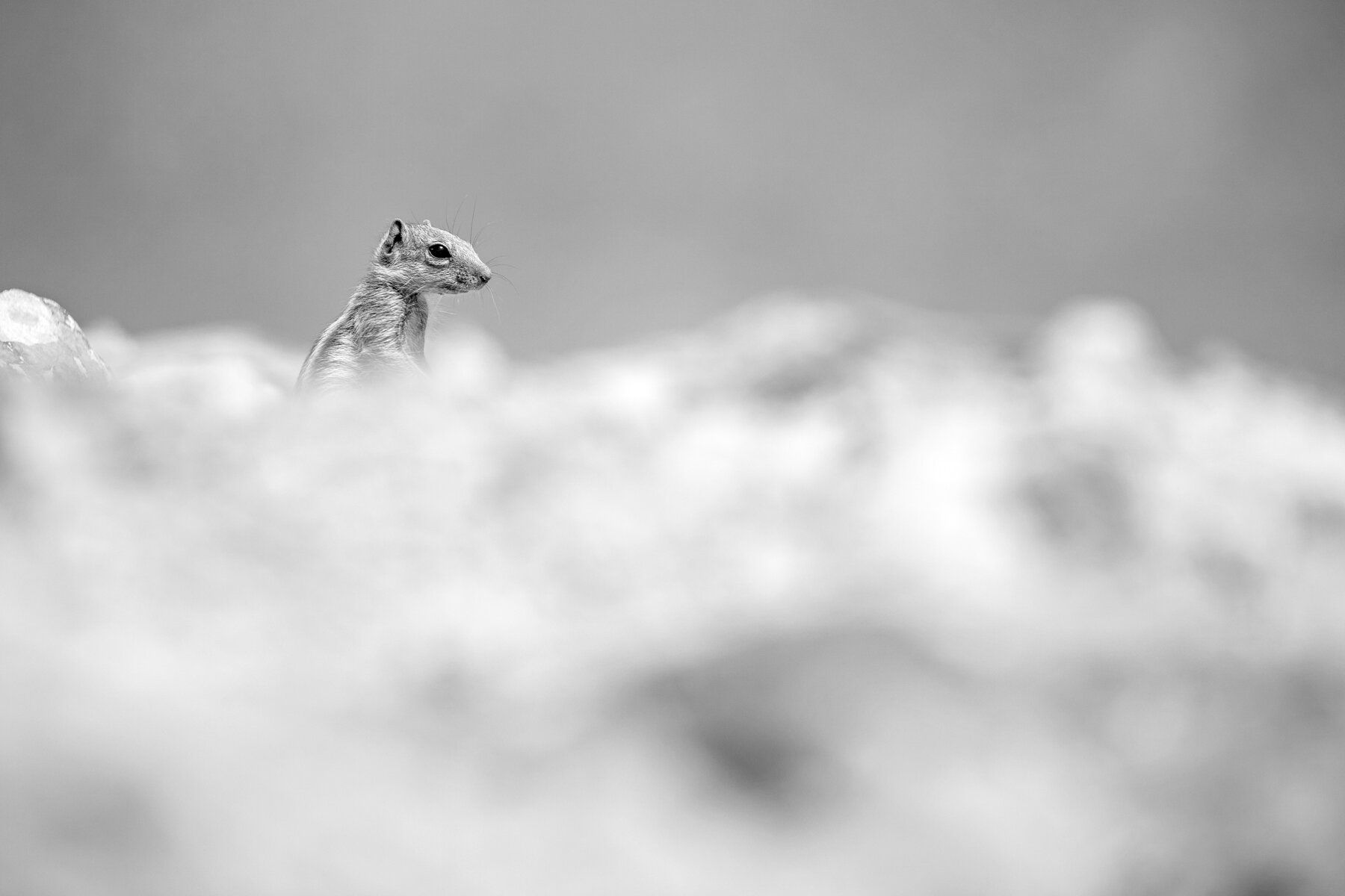 Ground Squirrel, Morocco In B&W