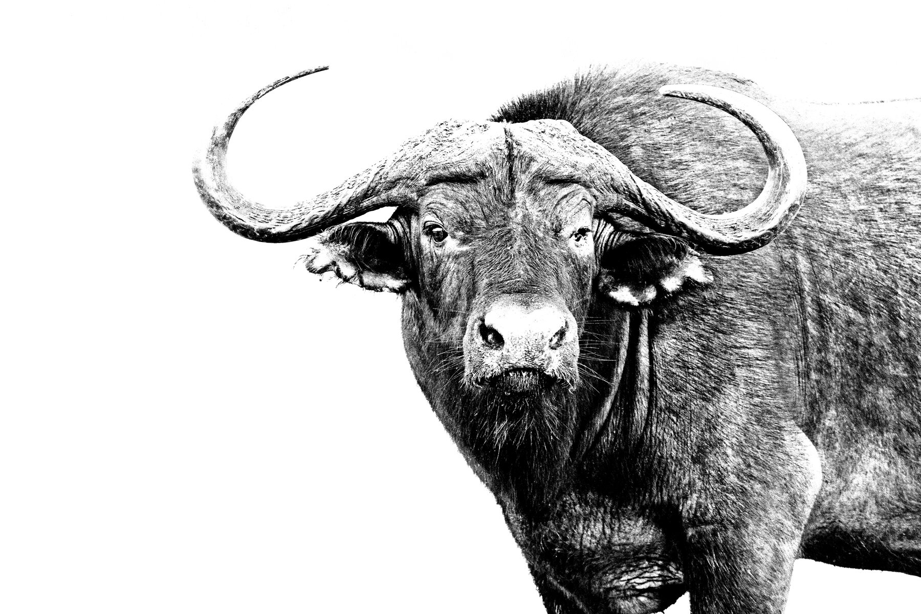 Cape Buffalo Portrait 2