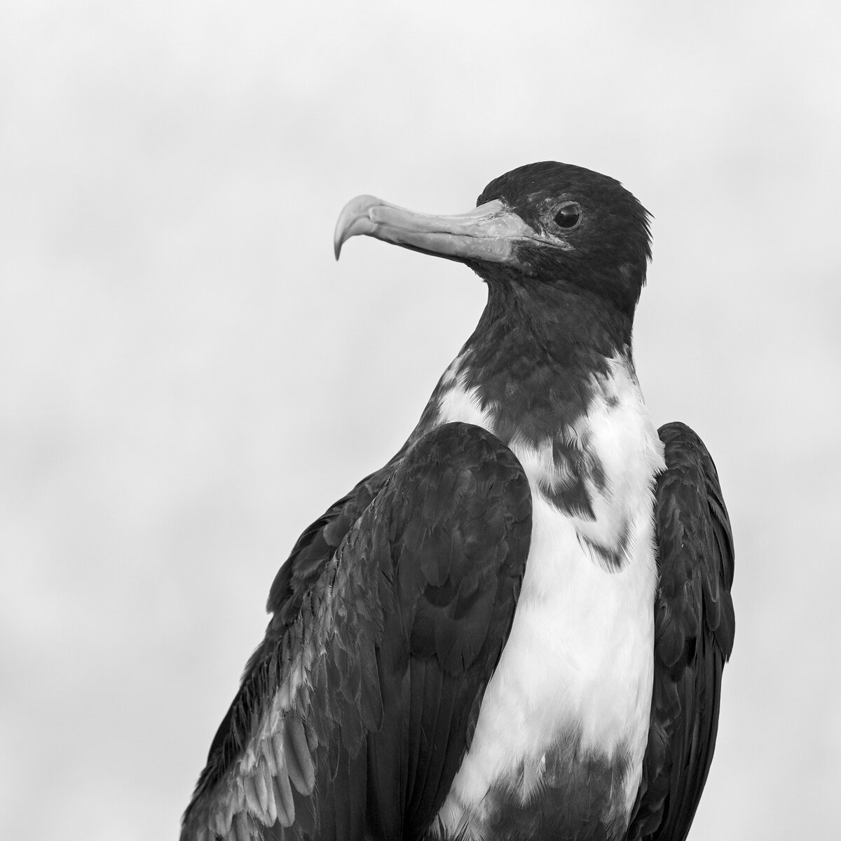 Great Frigate Bird In B&W