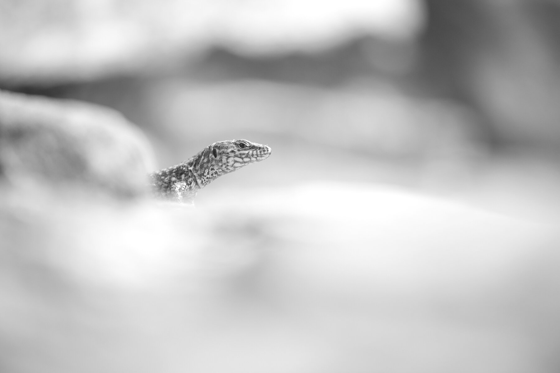 Balkan Wall Lizard In B&W