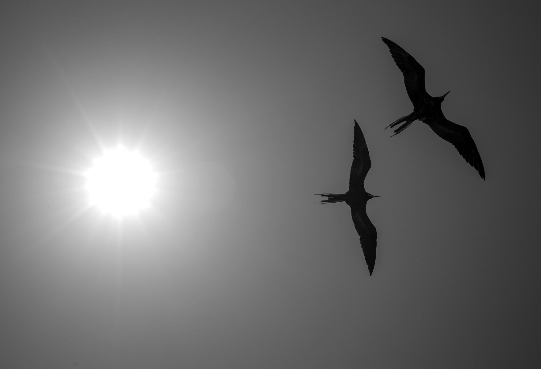 Great Frigate Birds And Sun