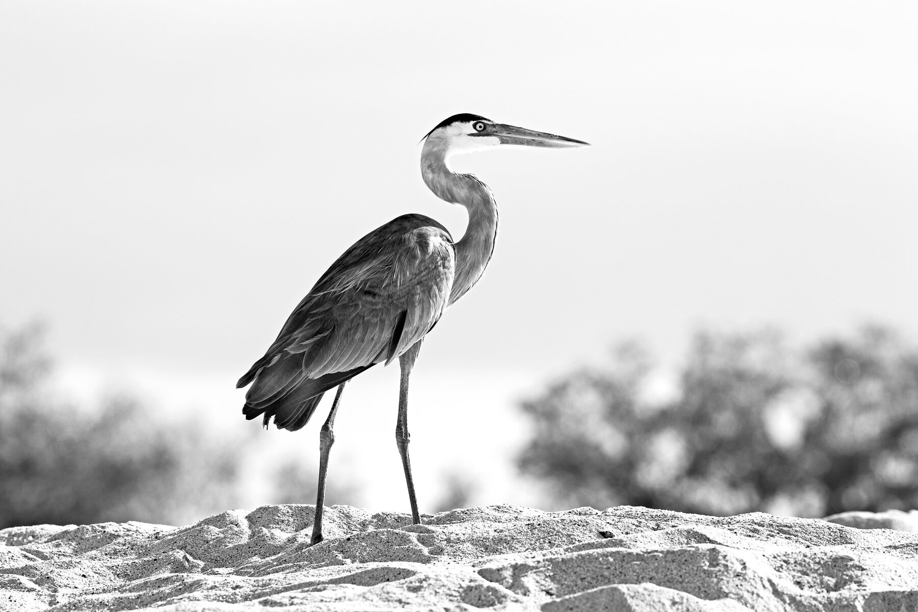 Great Blue Heron 3 In B&W