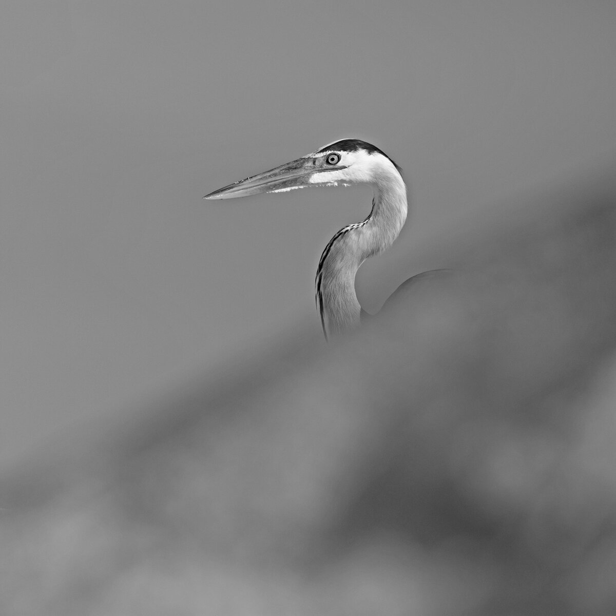 Great Blue Heron In B&W