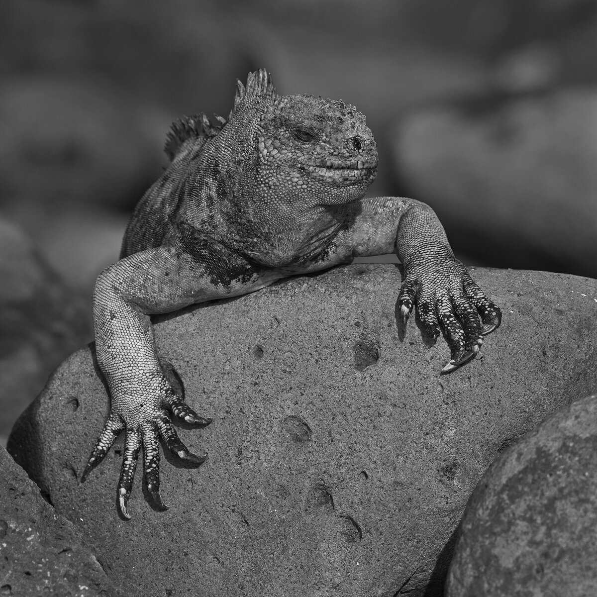 Marine Iguana Portrait In B&W