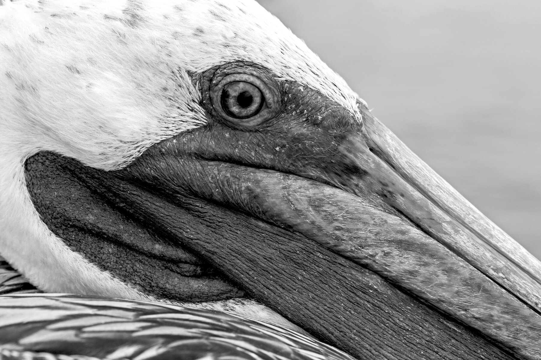 Pelican Portrait