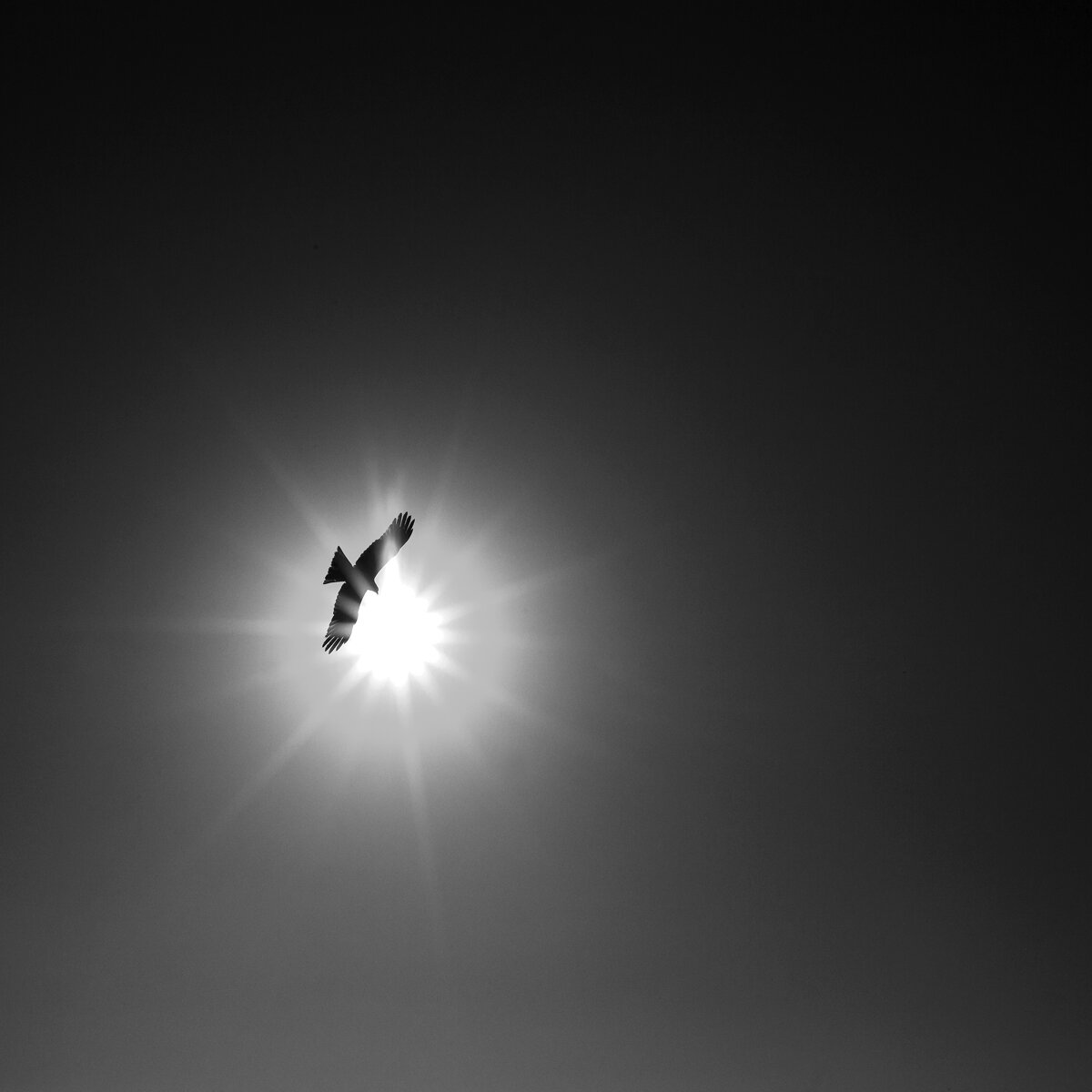 Black Kite And Sun