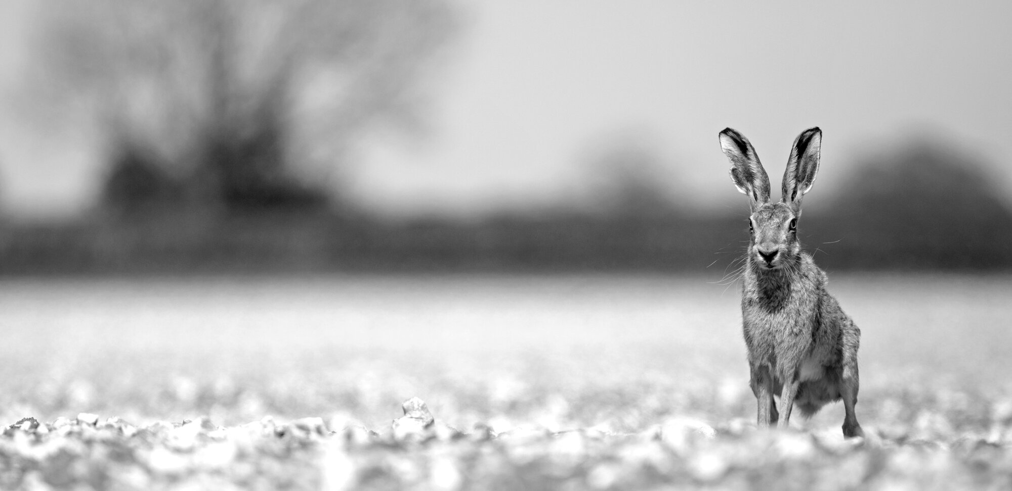 A Winchester Hare
