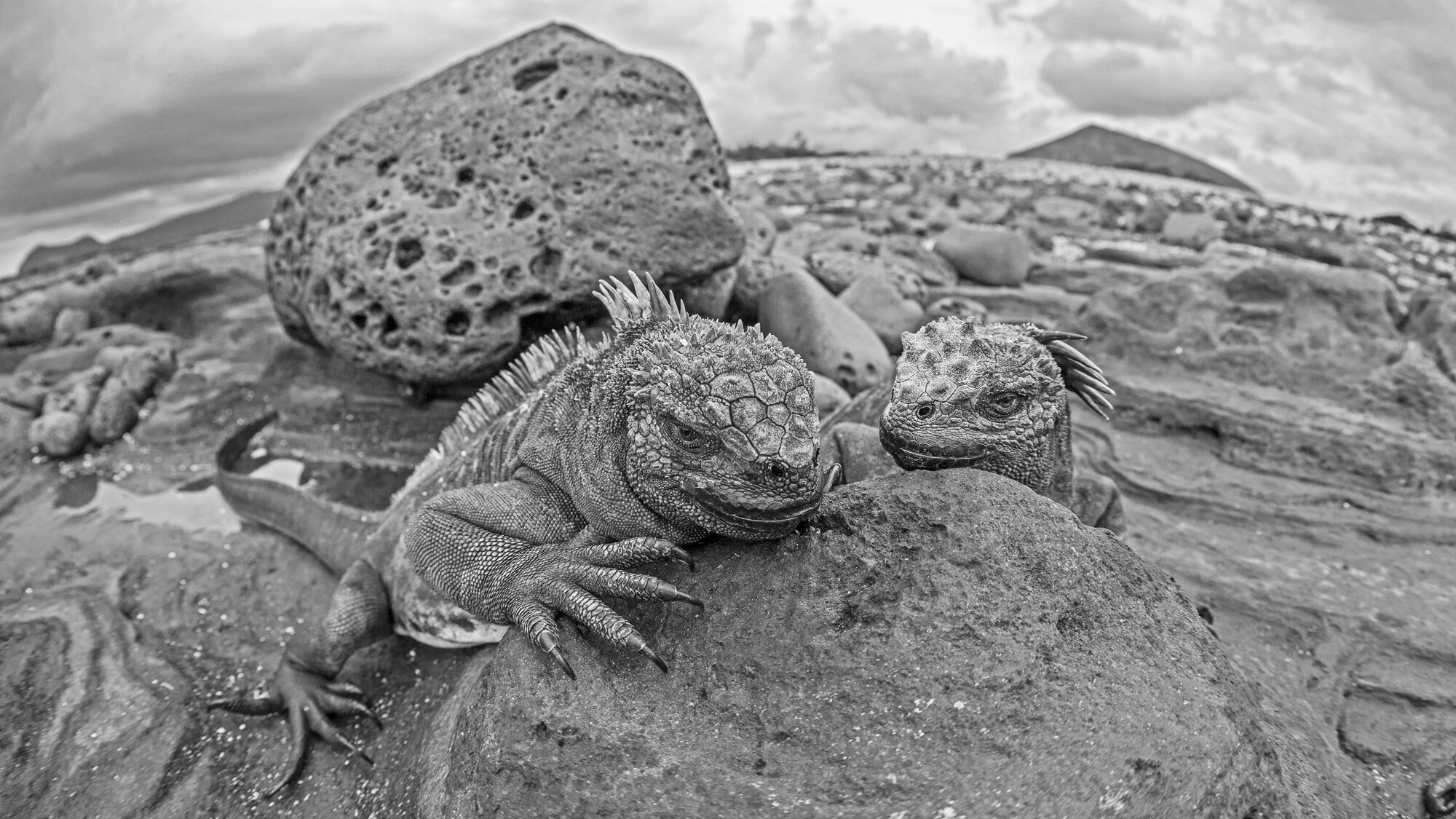 Marine Iguanas Landscape In B&W