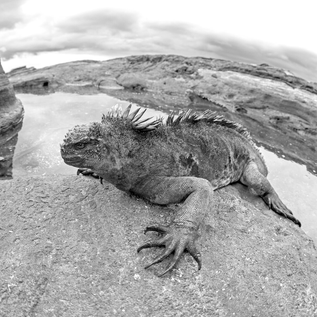 Marine Iguana 2