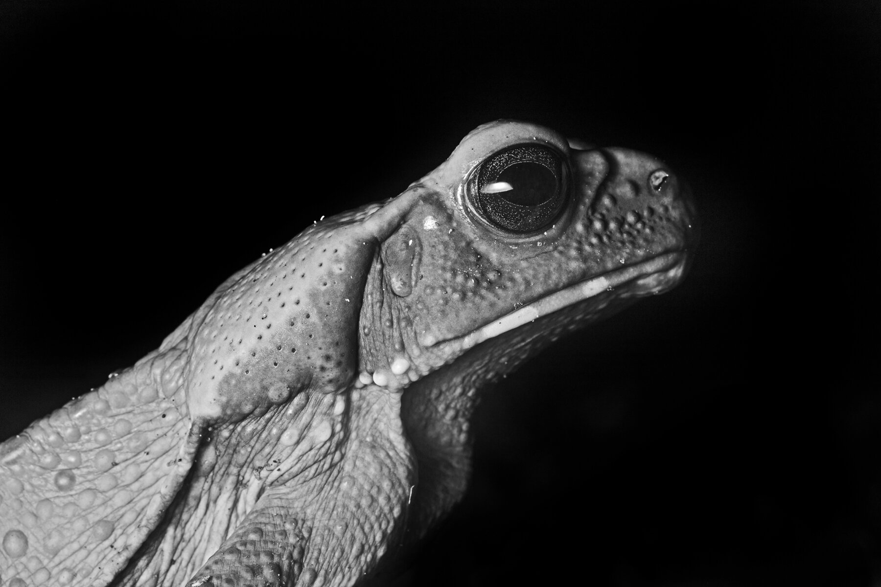 Cane Toad Portrait B&W