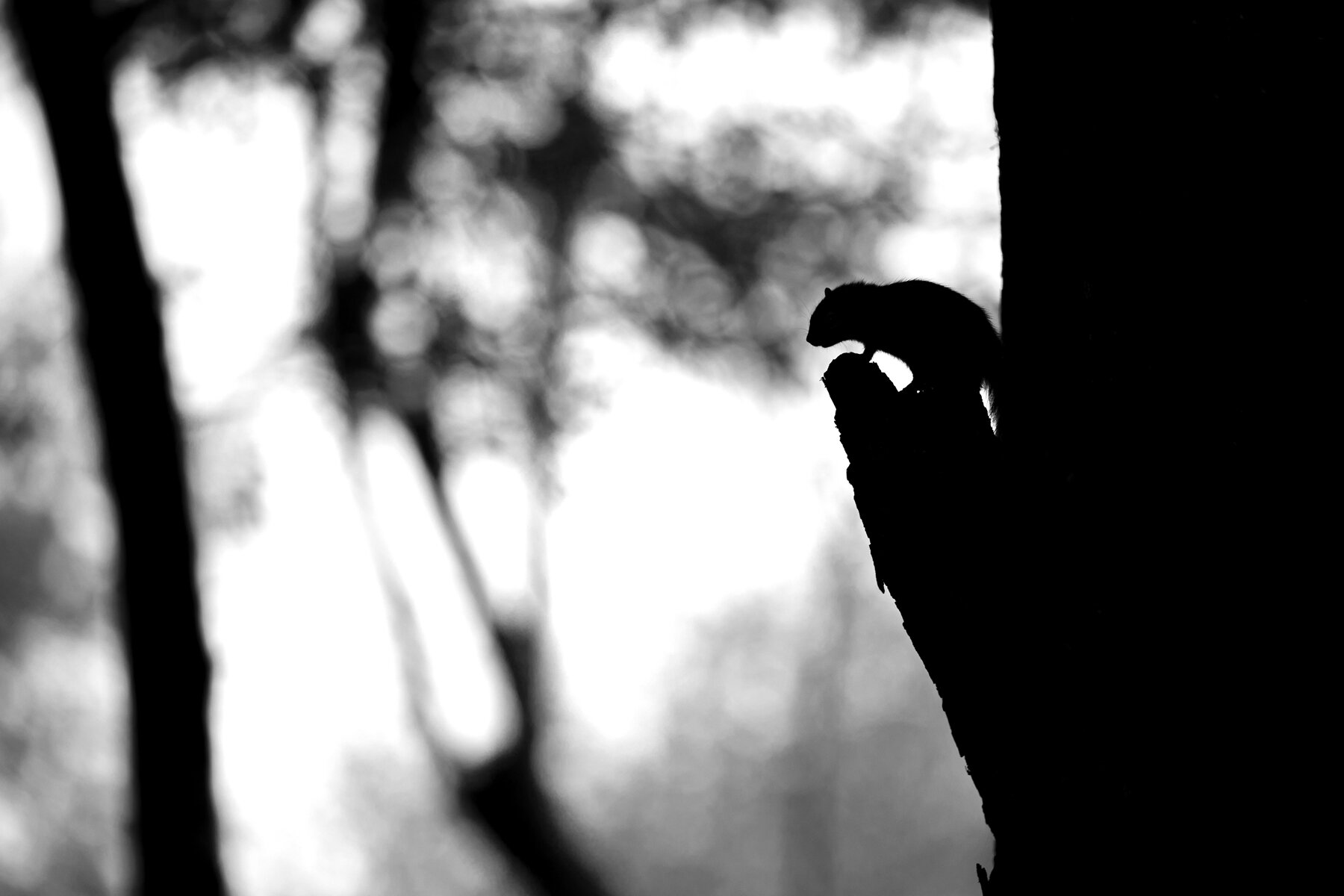 Secret Wood