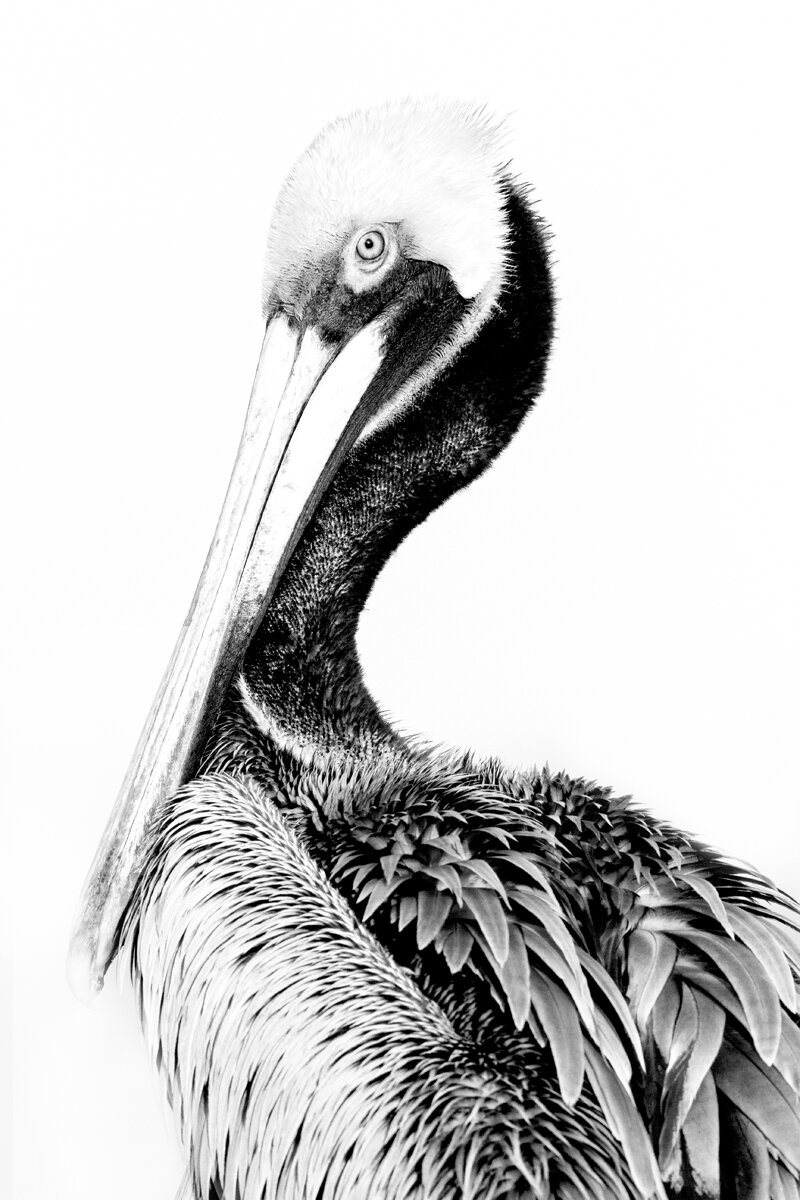 Pelican Pose