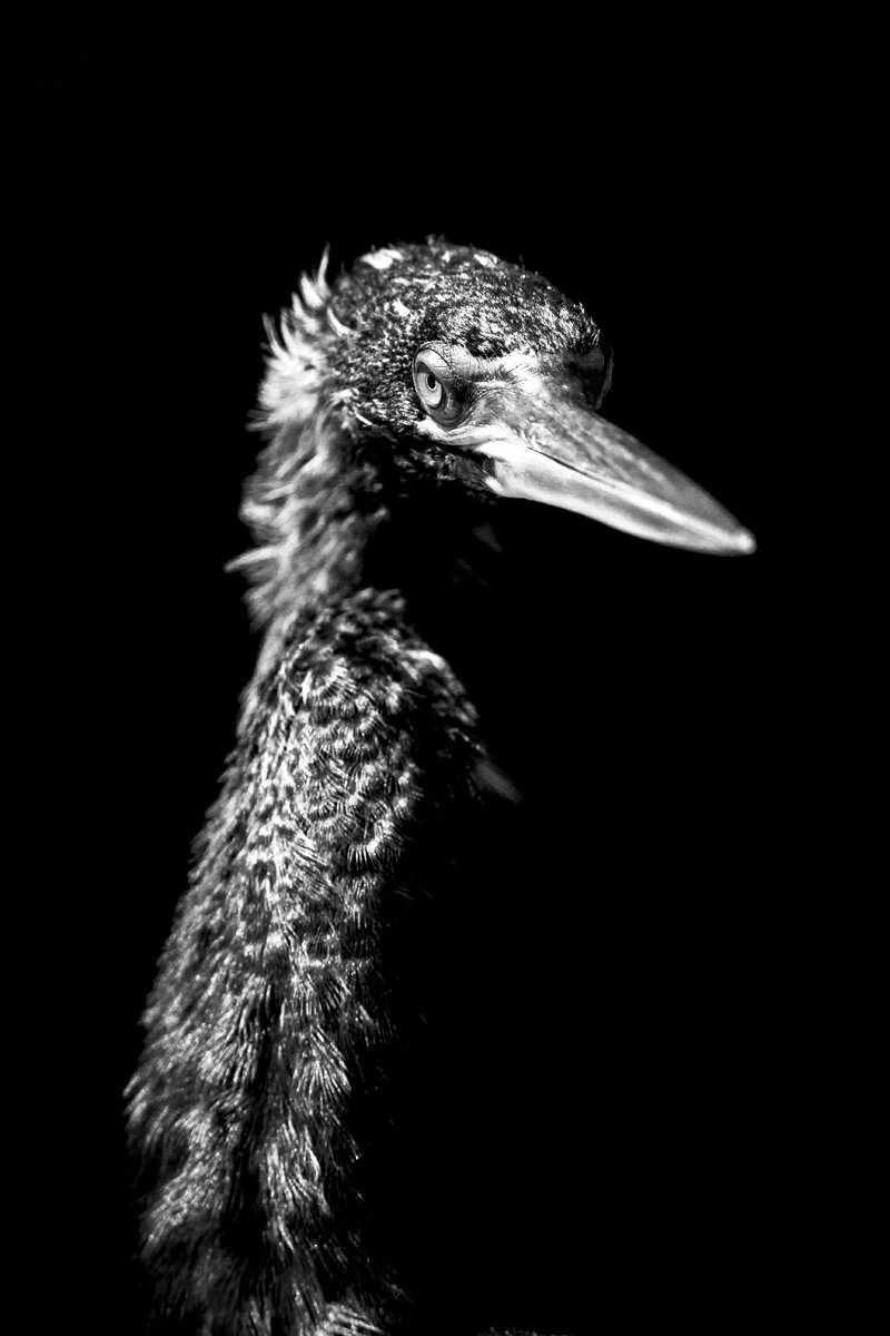 Anhinga B&W
