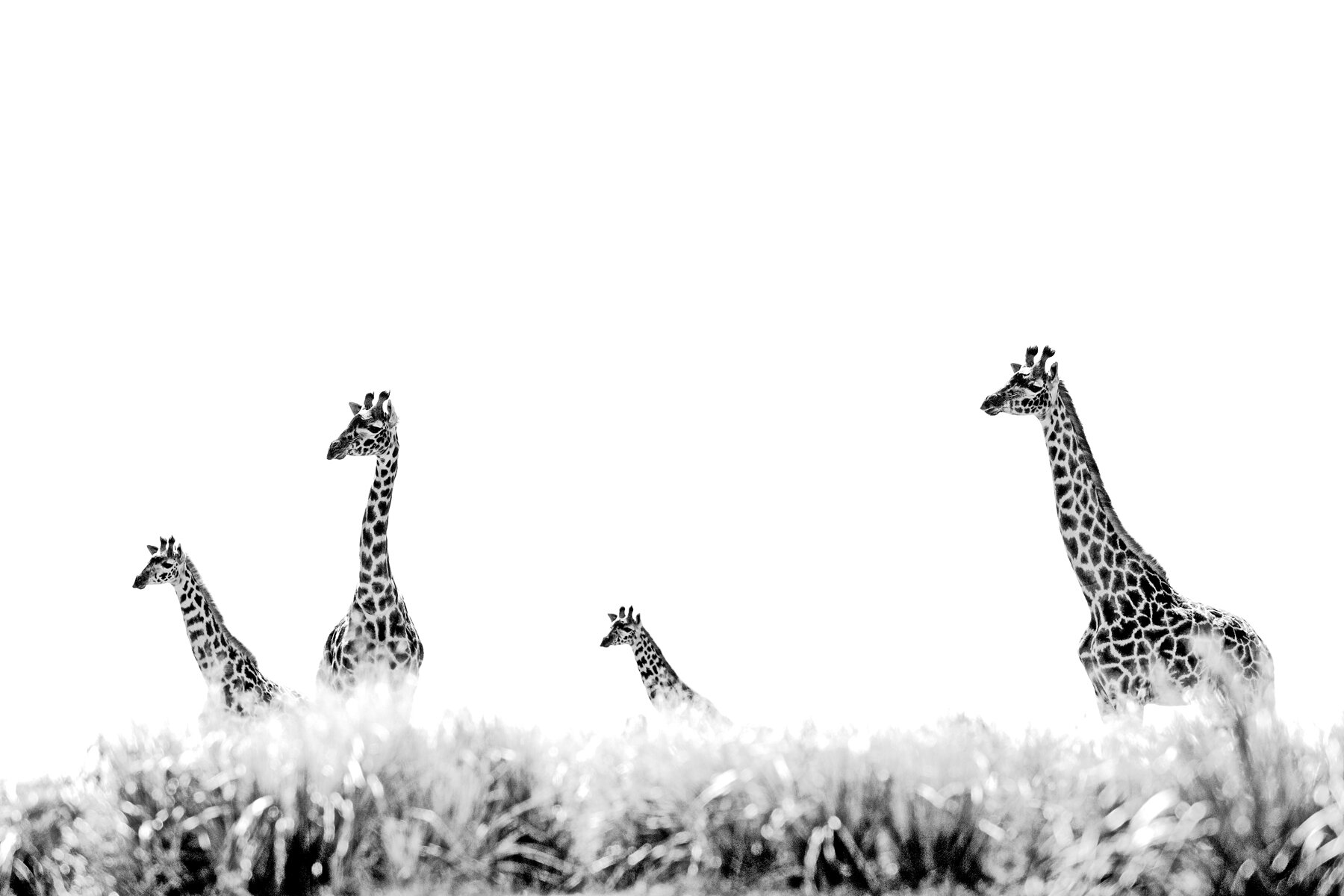 Giraffes 2