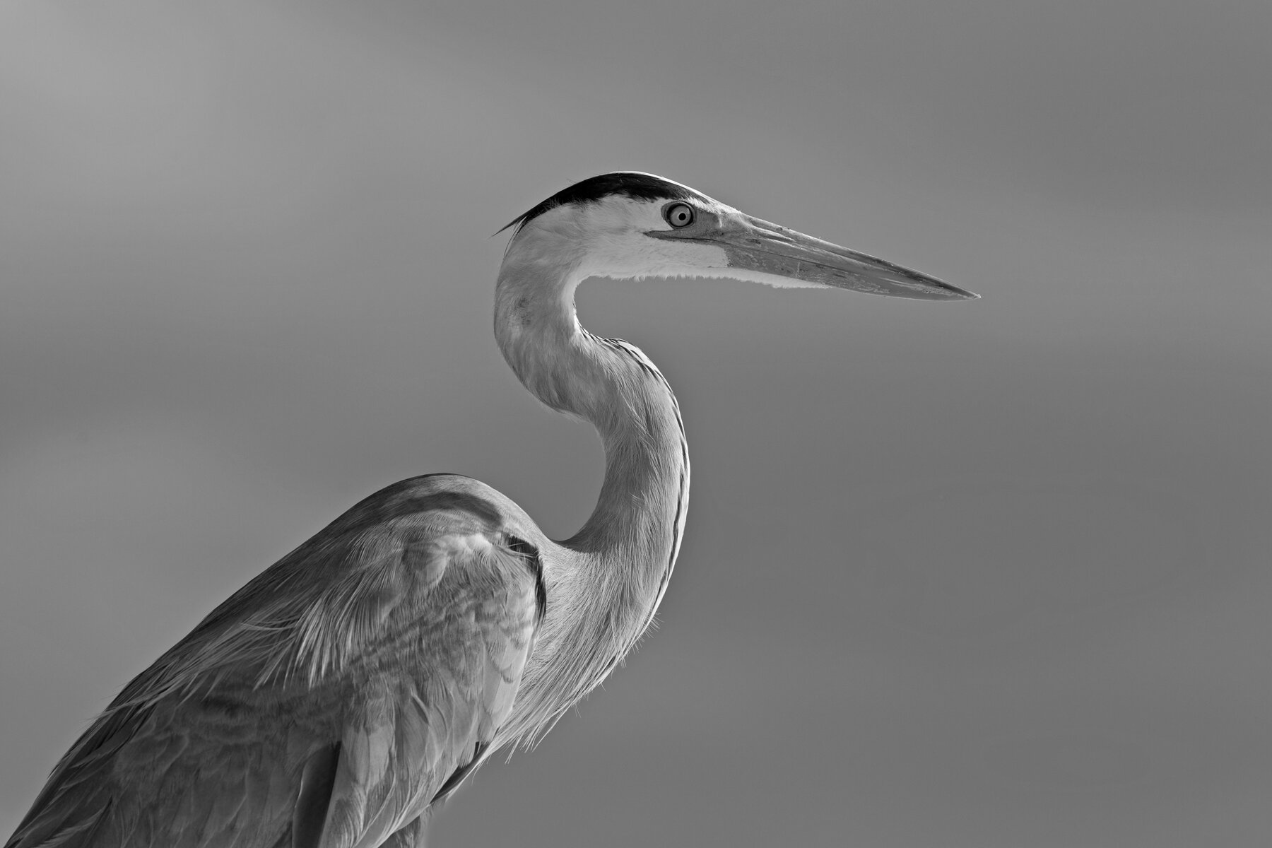 Great Blue Heron 3 B&W