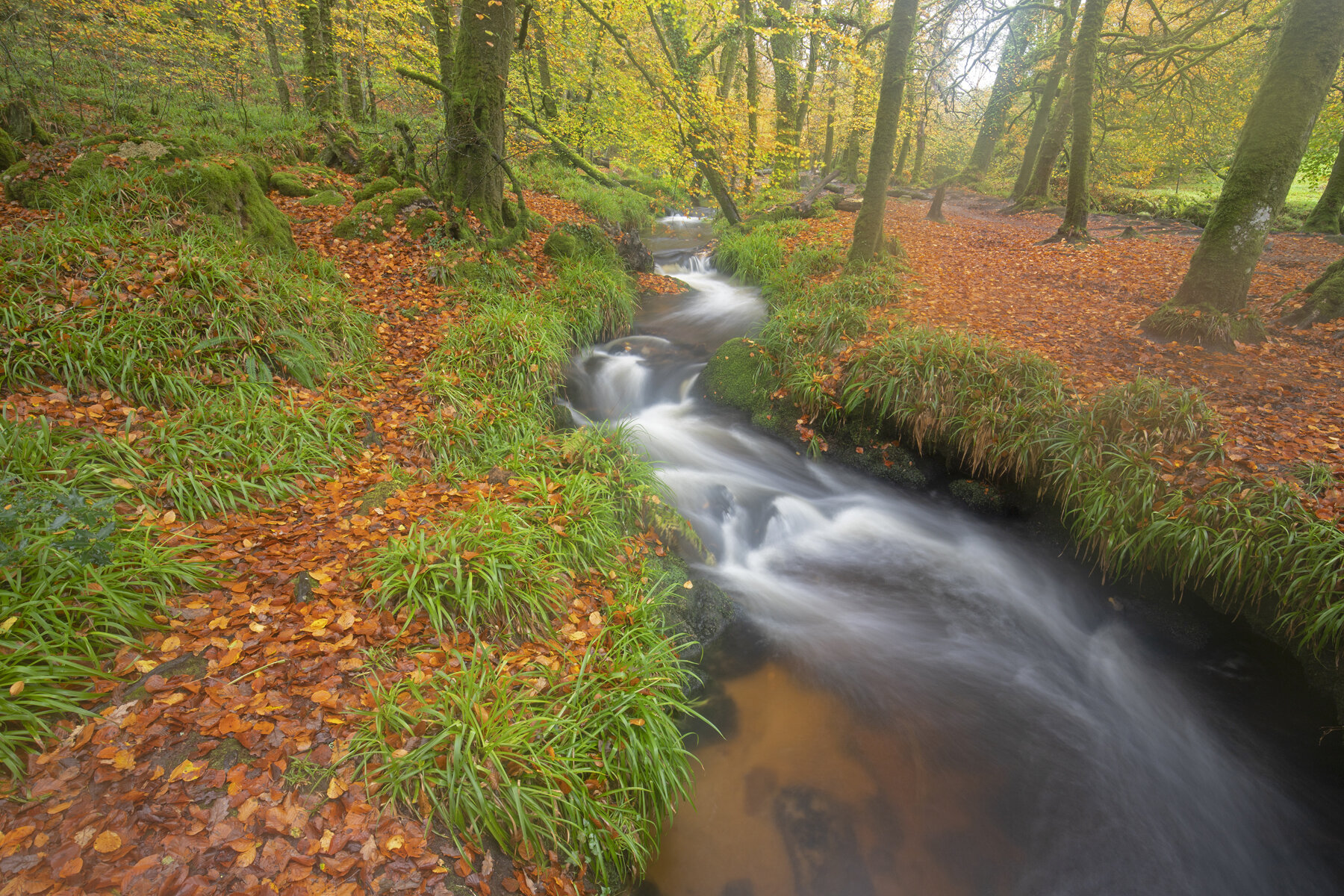 Autumn Woods