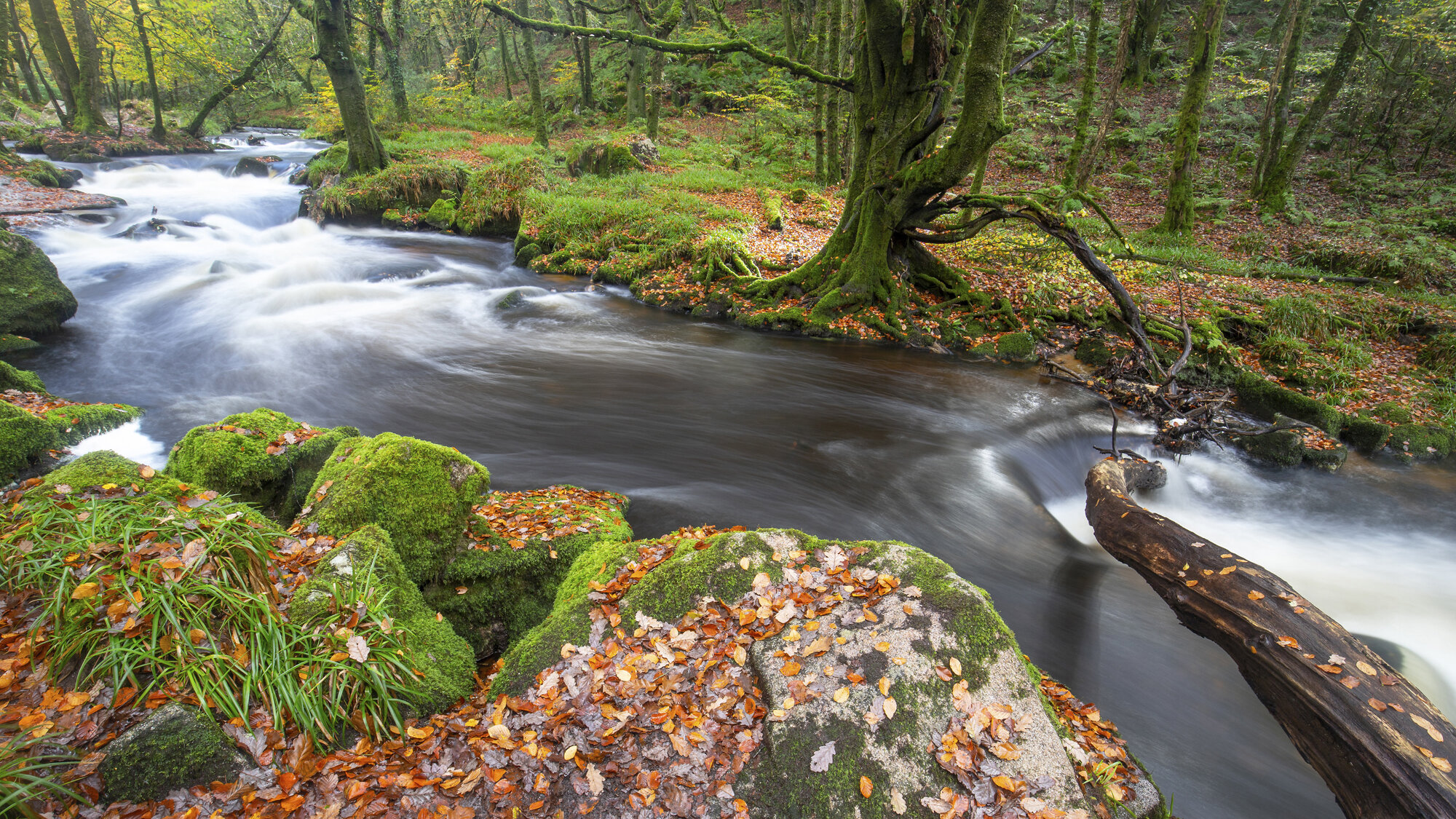 Autumn Falls