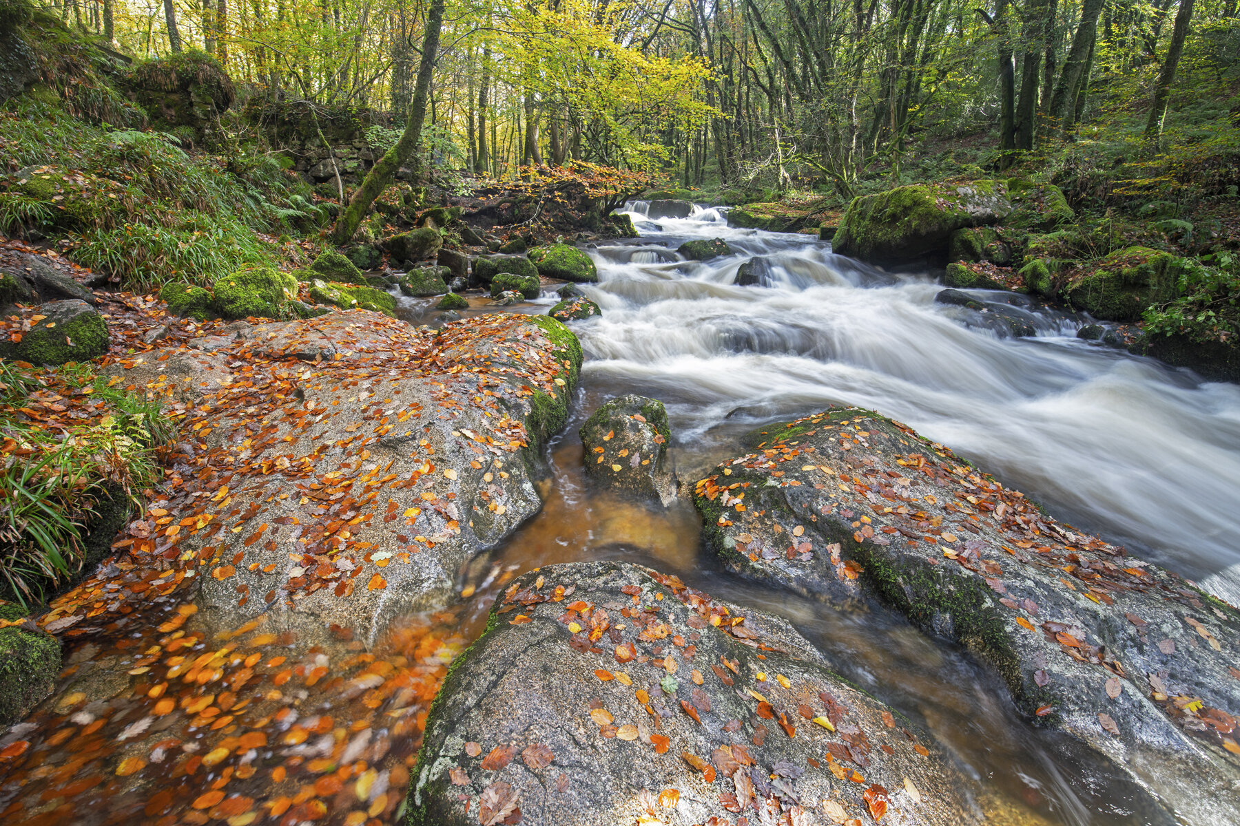 Autumnal Splash