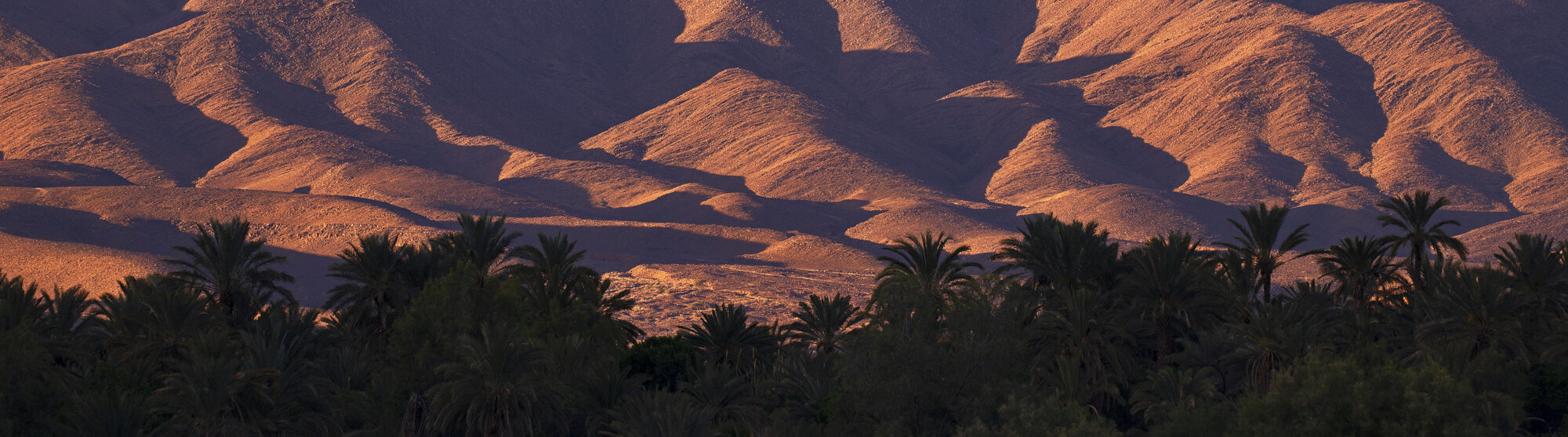Desert Palms