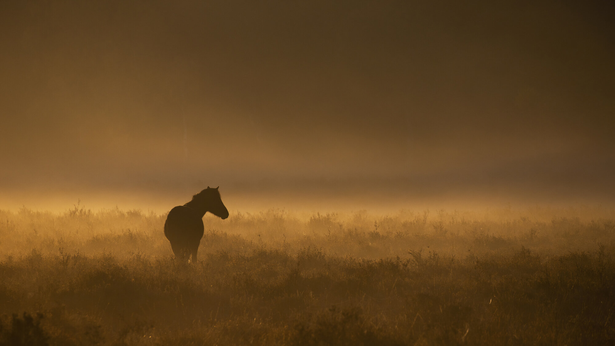 New Forest Pony