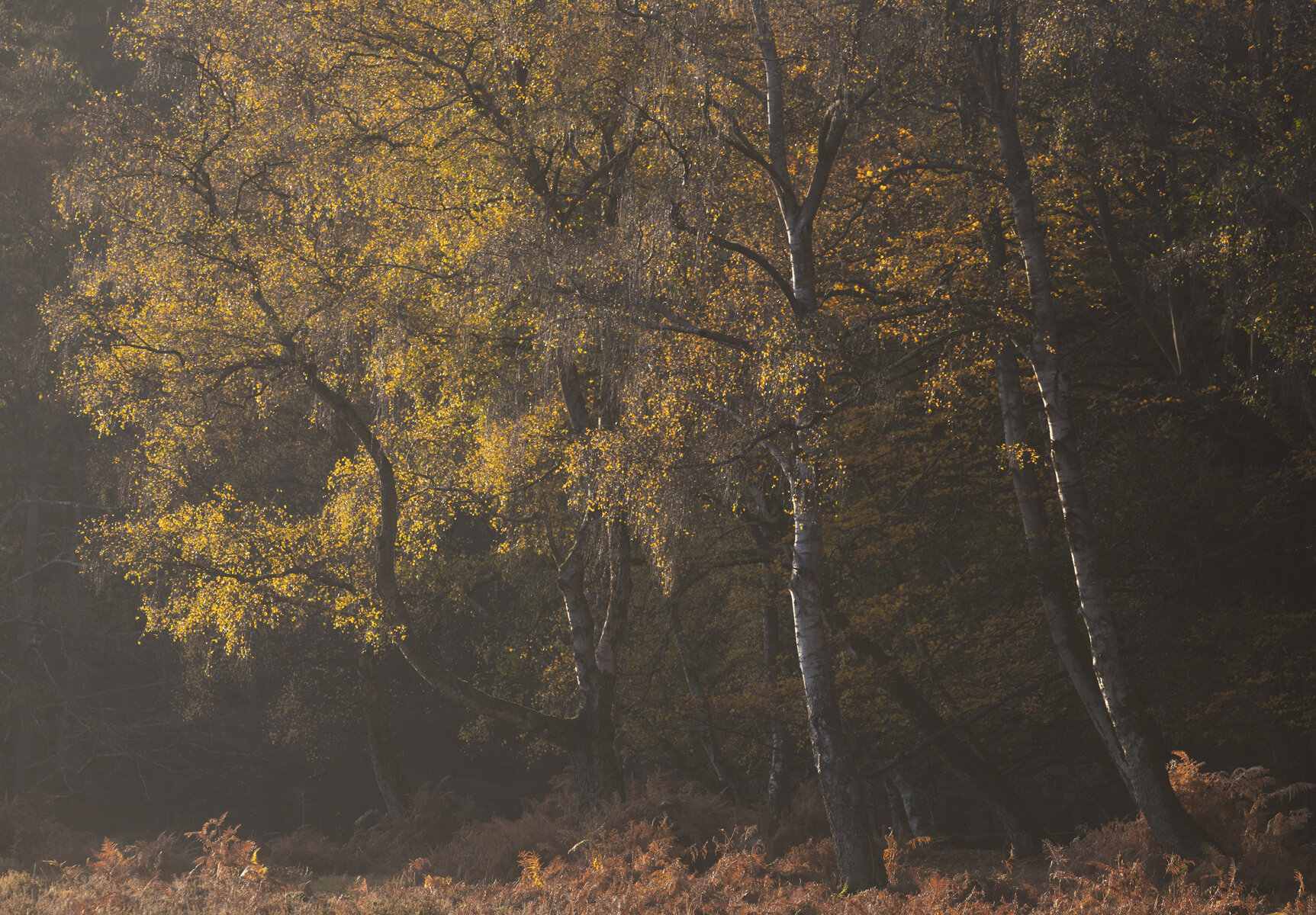 Beautiful Birches