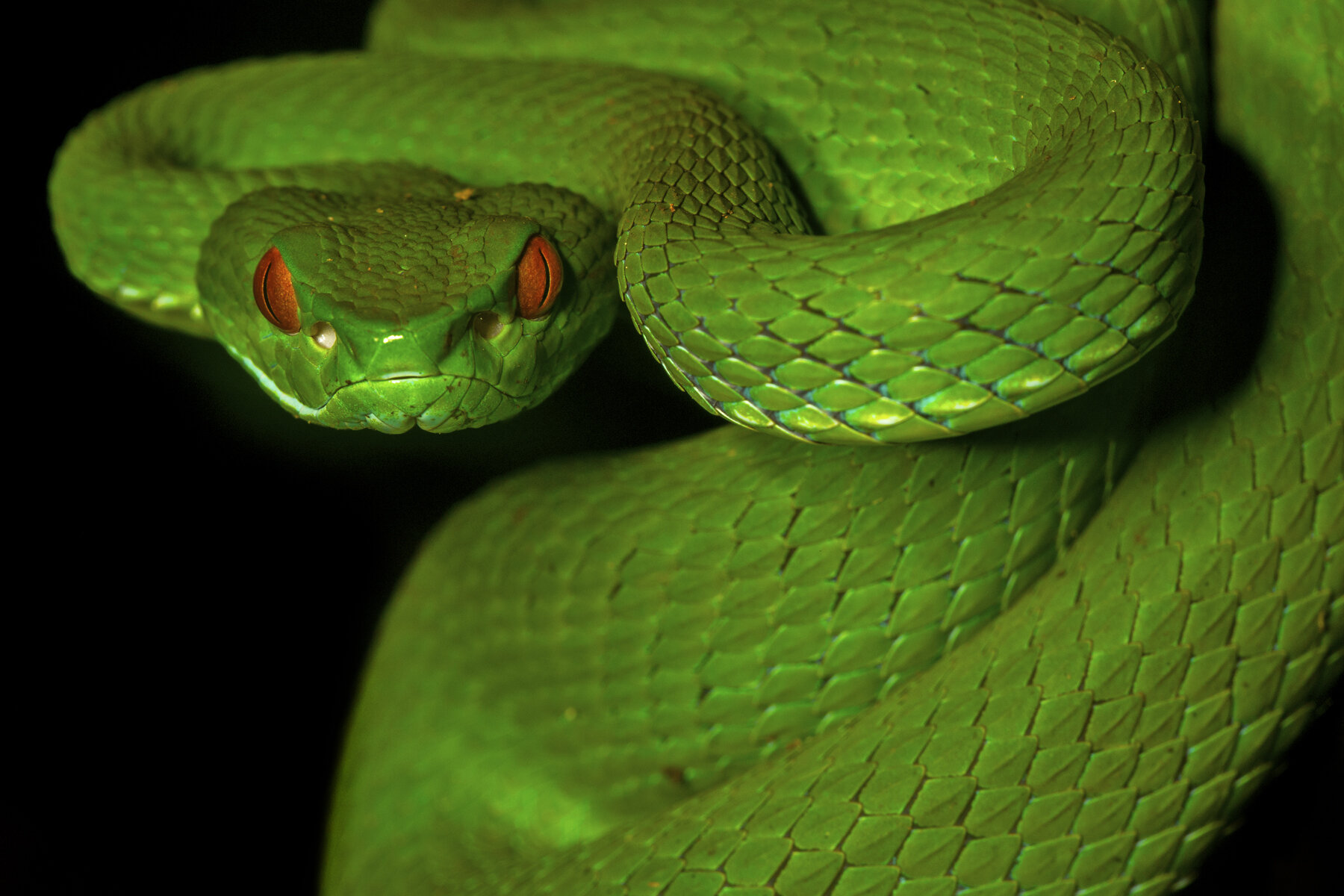 Ruby Eyed Pit Viper
