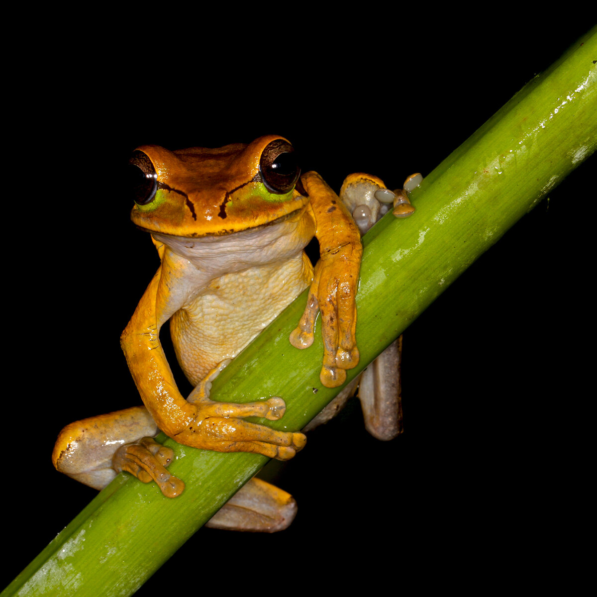 Masked Tree Frog