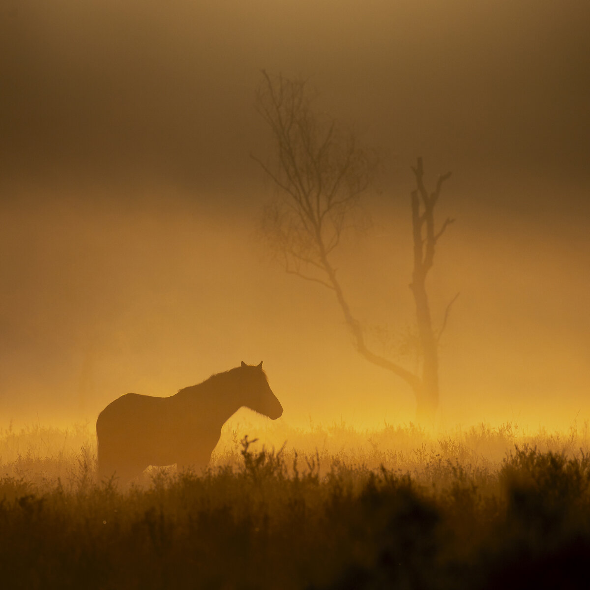 New Forest Pony Square