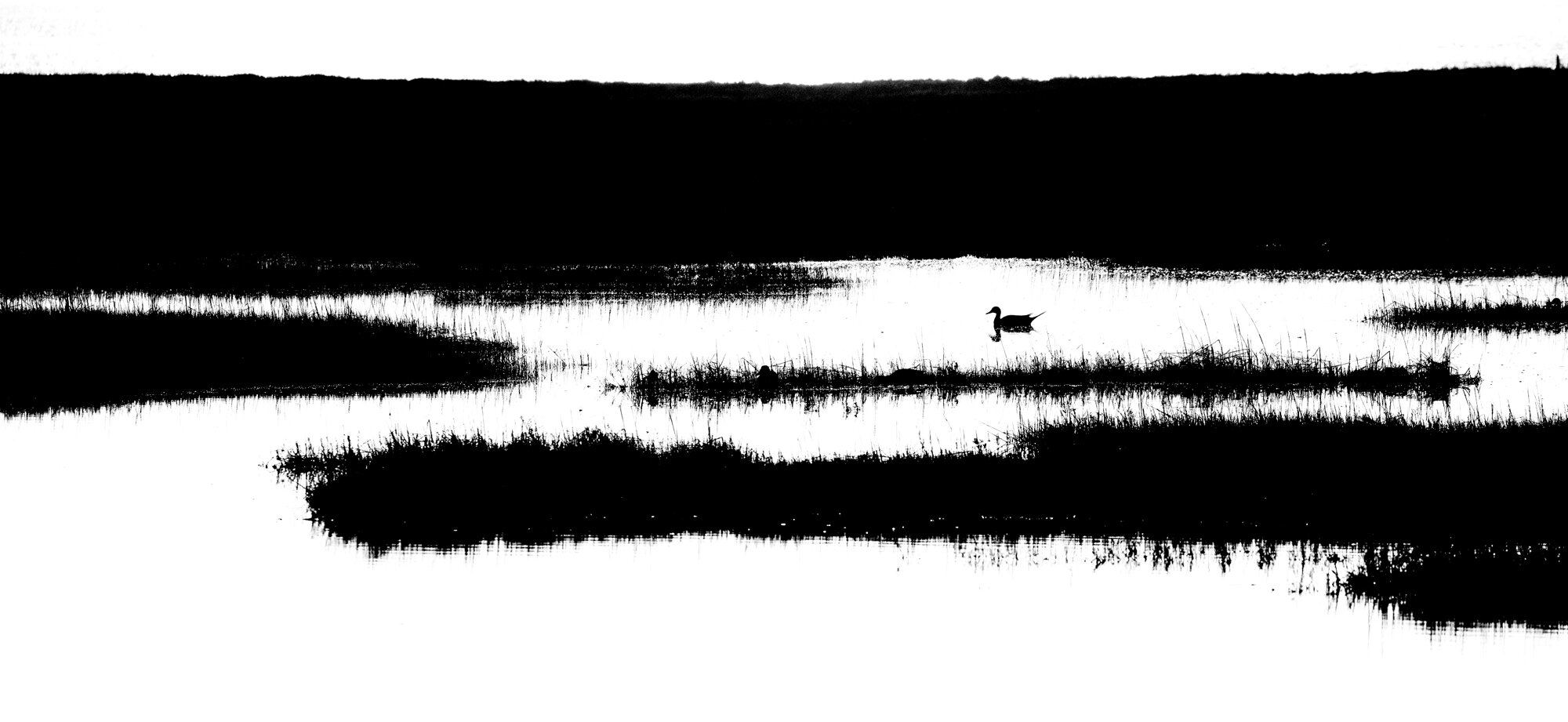 Pintail Duck