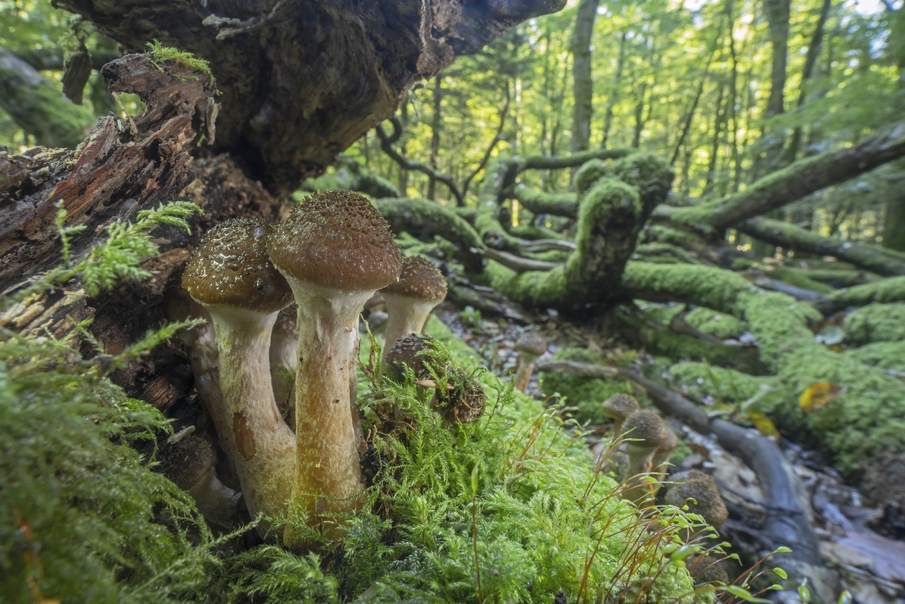 Fungi Forest
