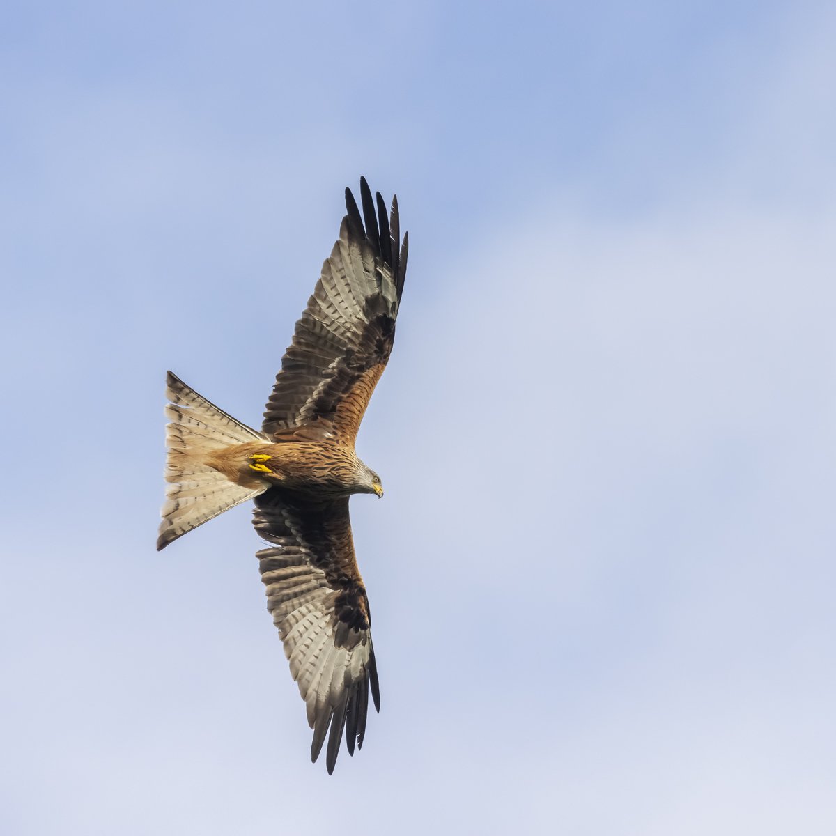 Red Kite Flight
