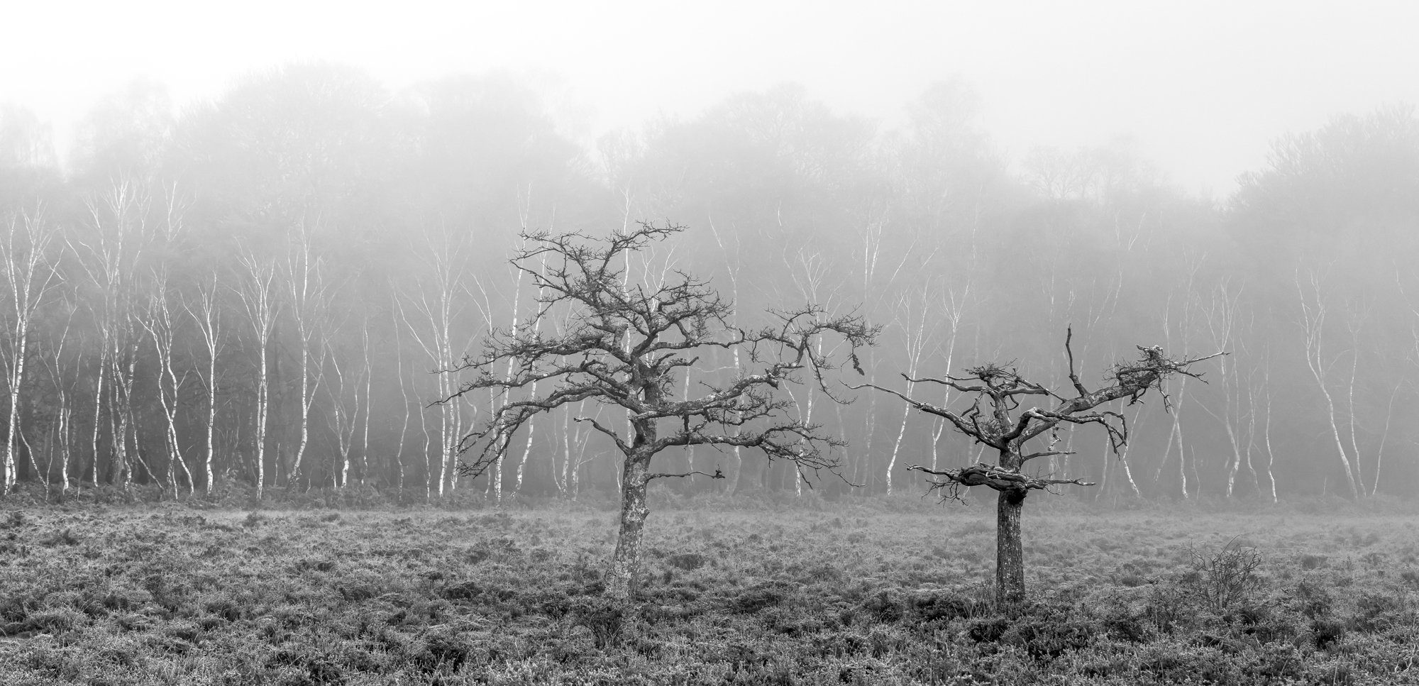 Winter Misty Oaks