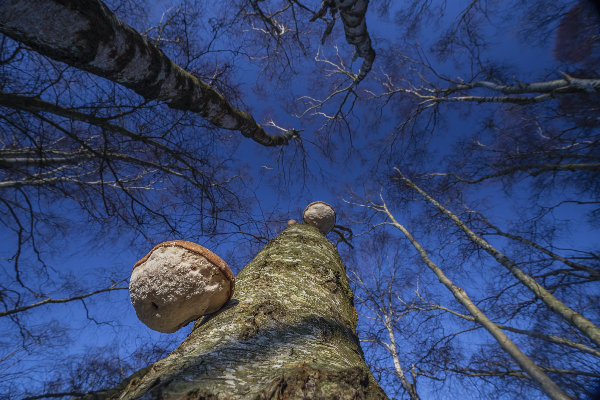 Birch perspective