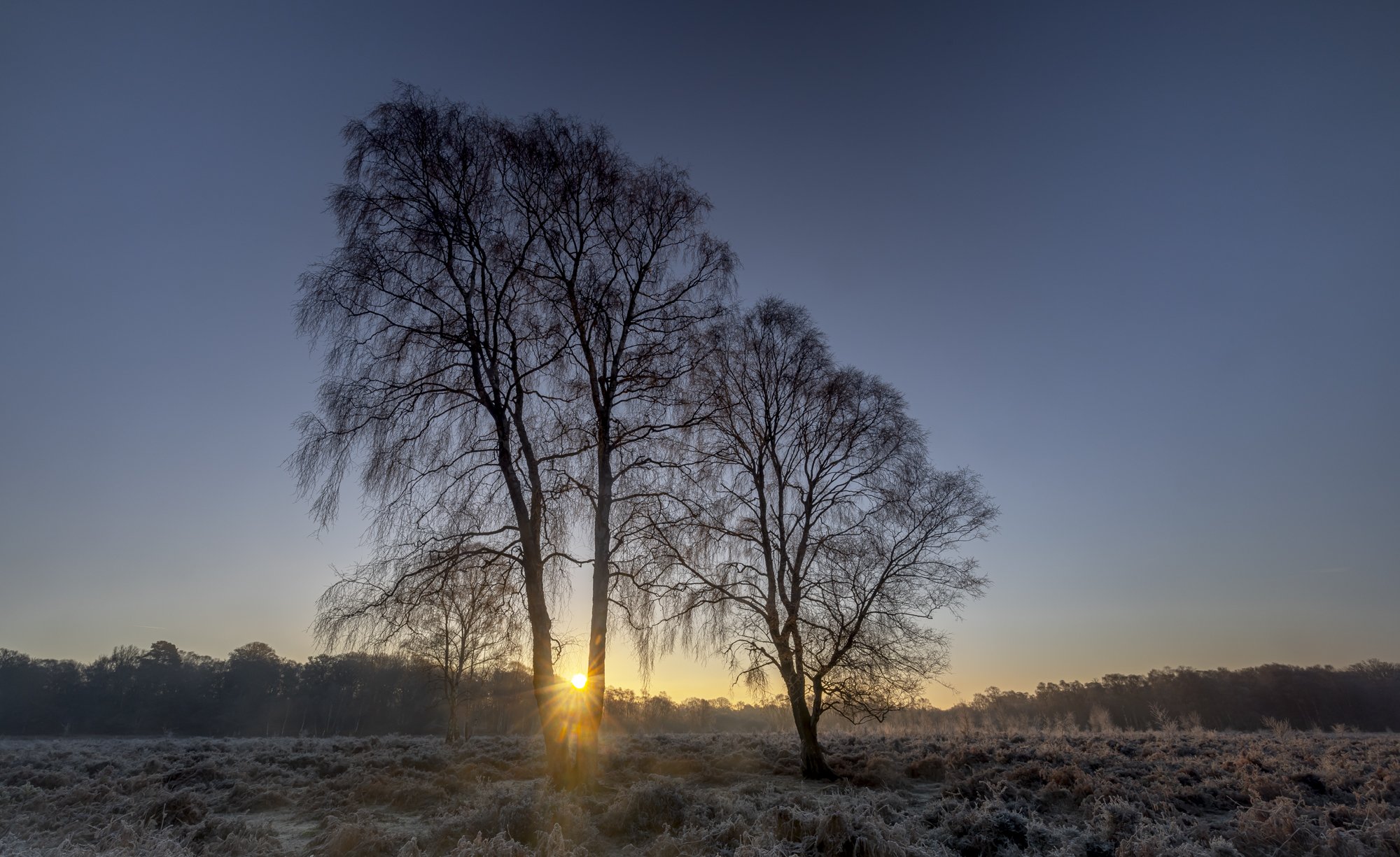 Sunrise Birches