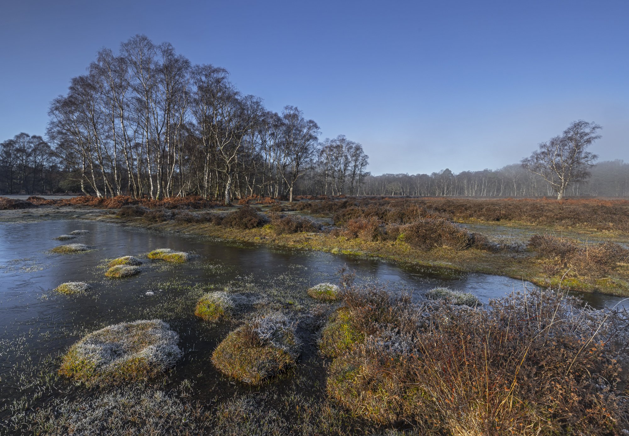 New Forest Scene