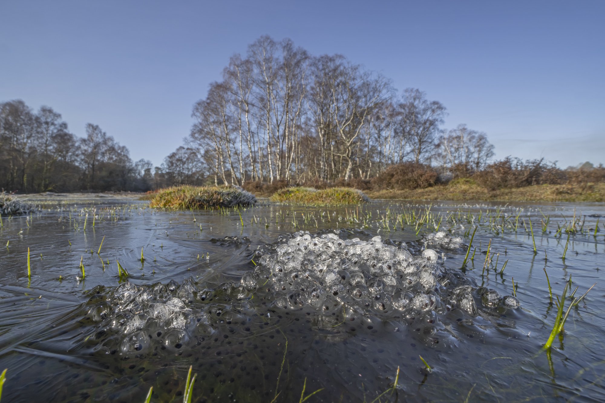 Frozen Frog Spawn