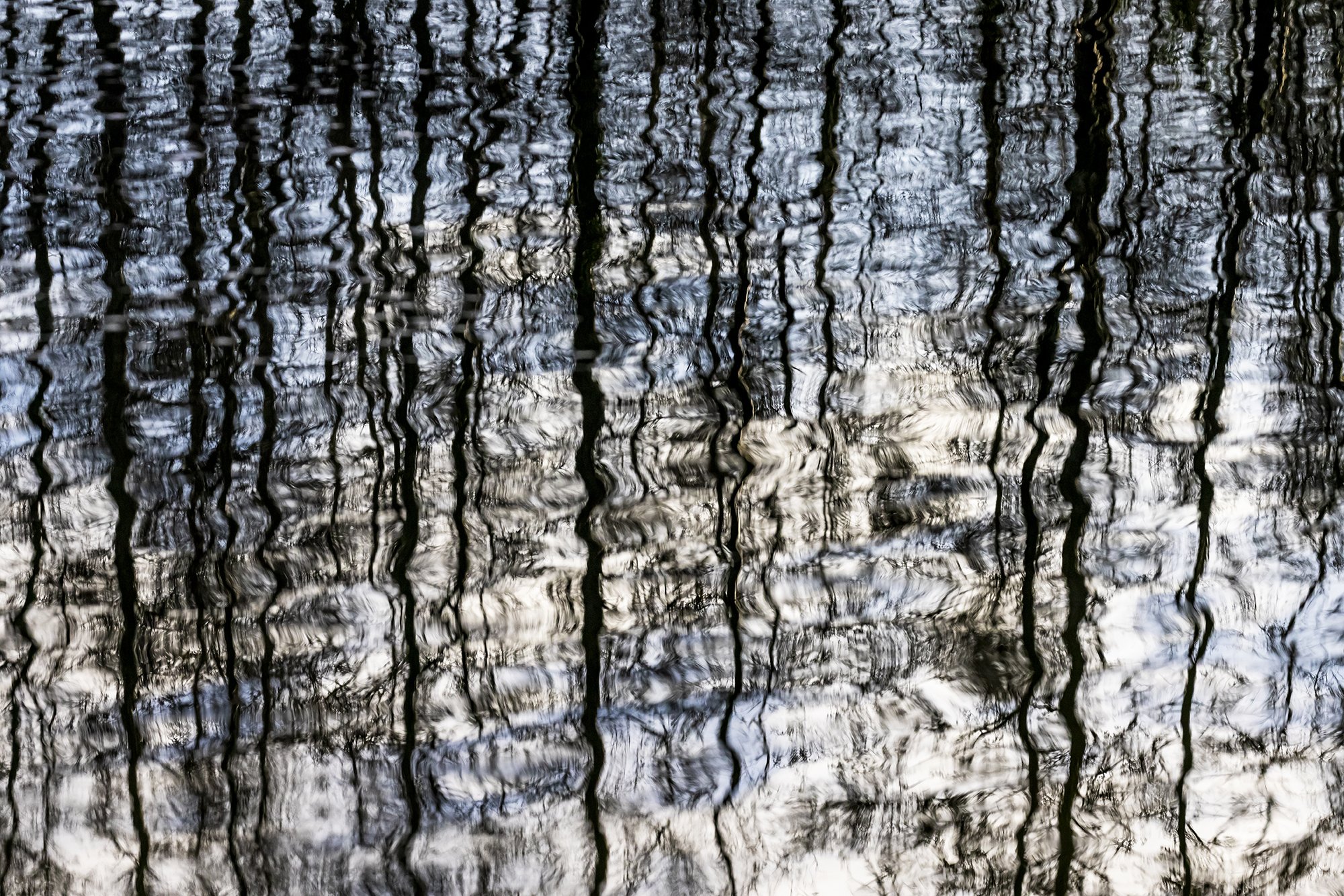 Alder Reflections